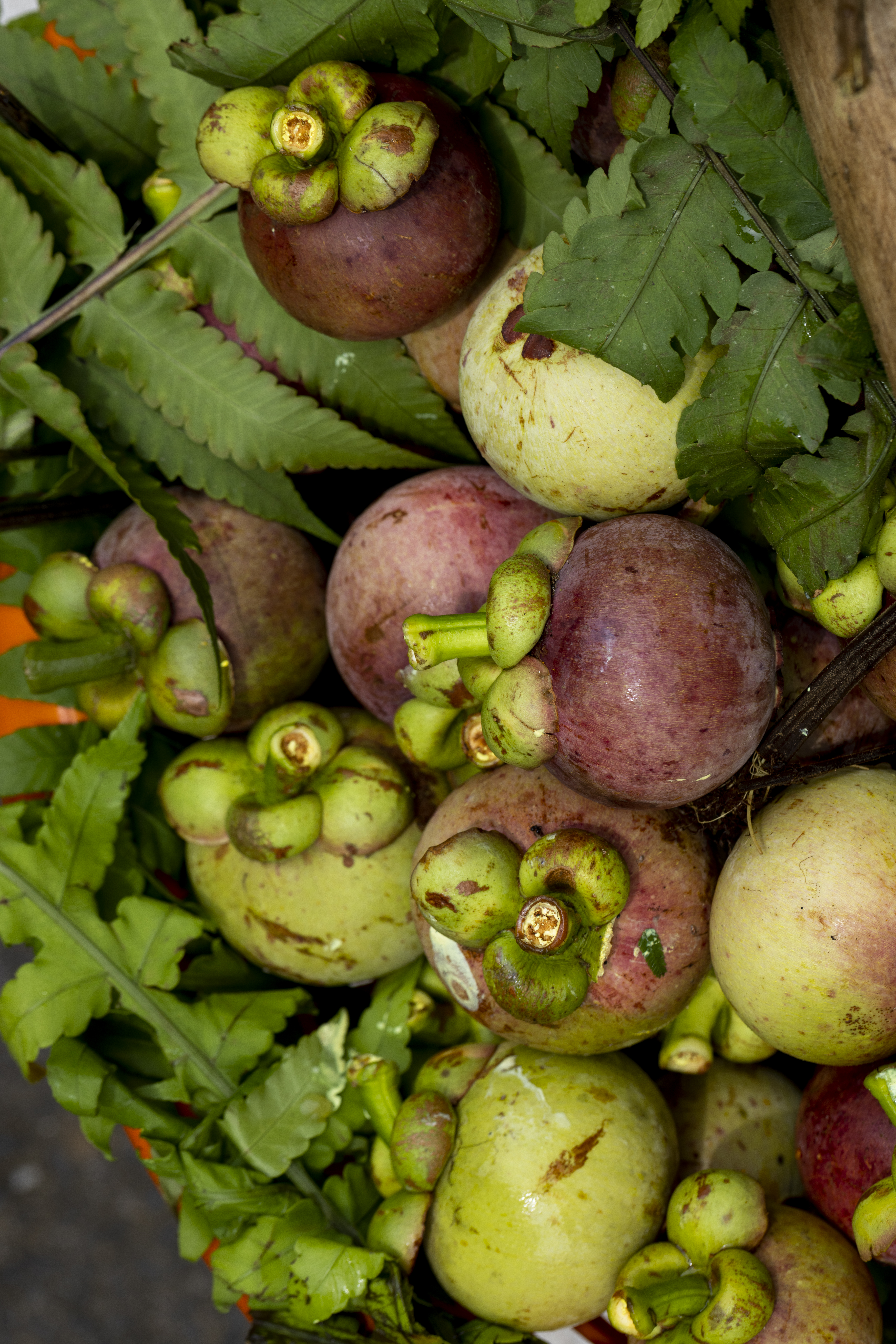 มังคุดเขา