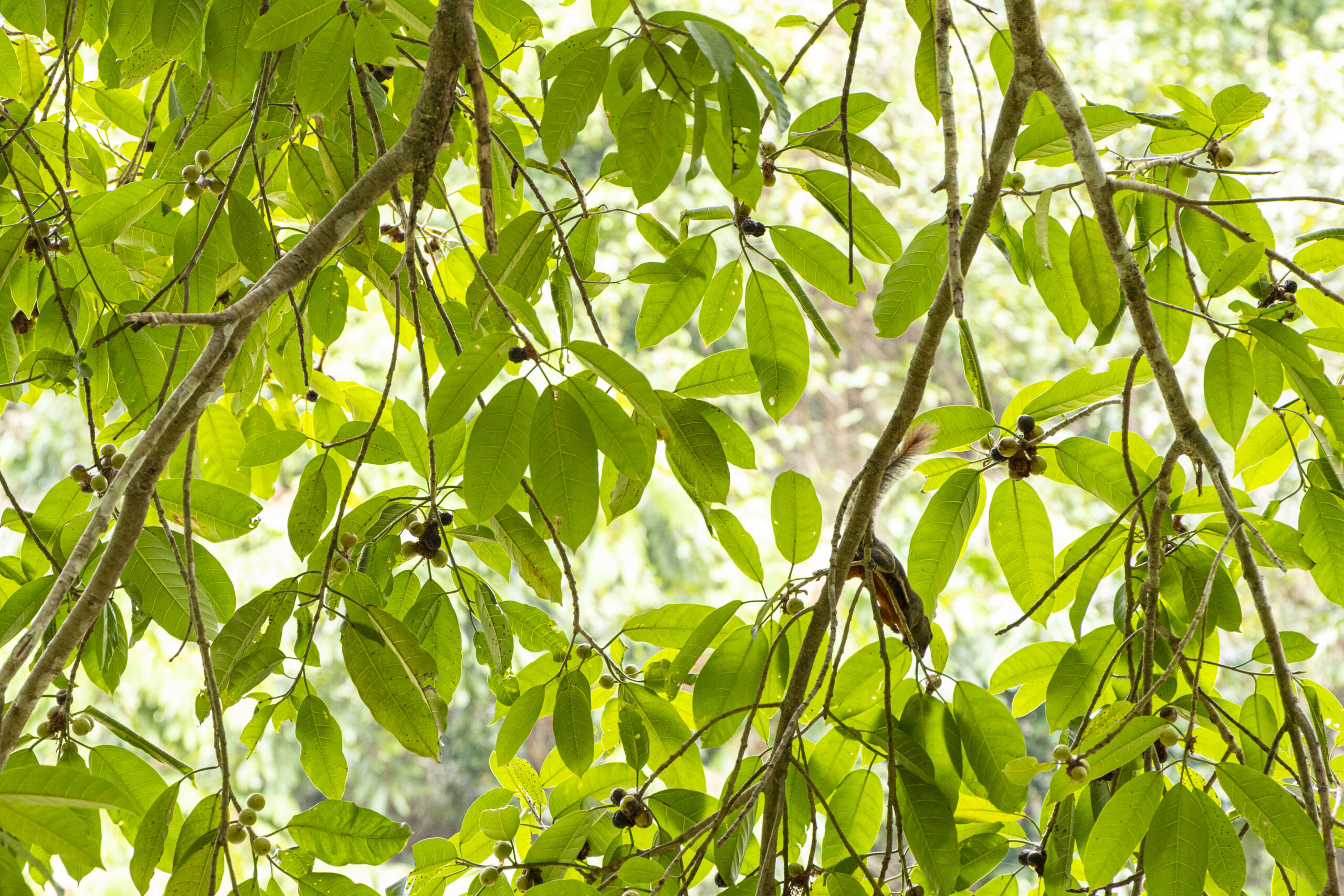 เส้นทางศึกษาธรรมชาติ