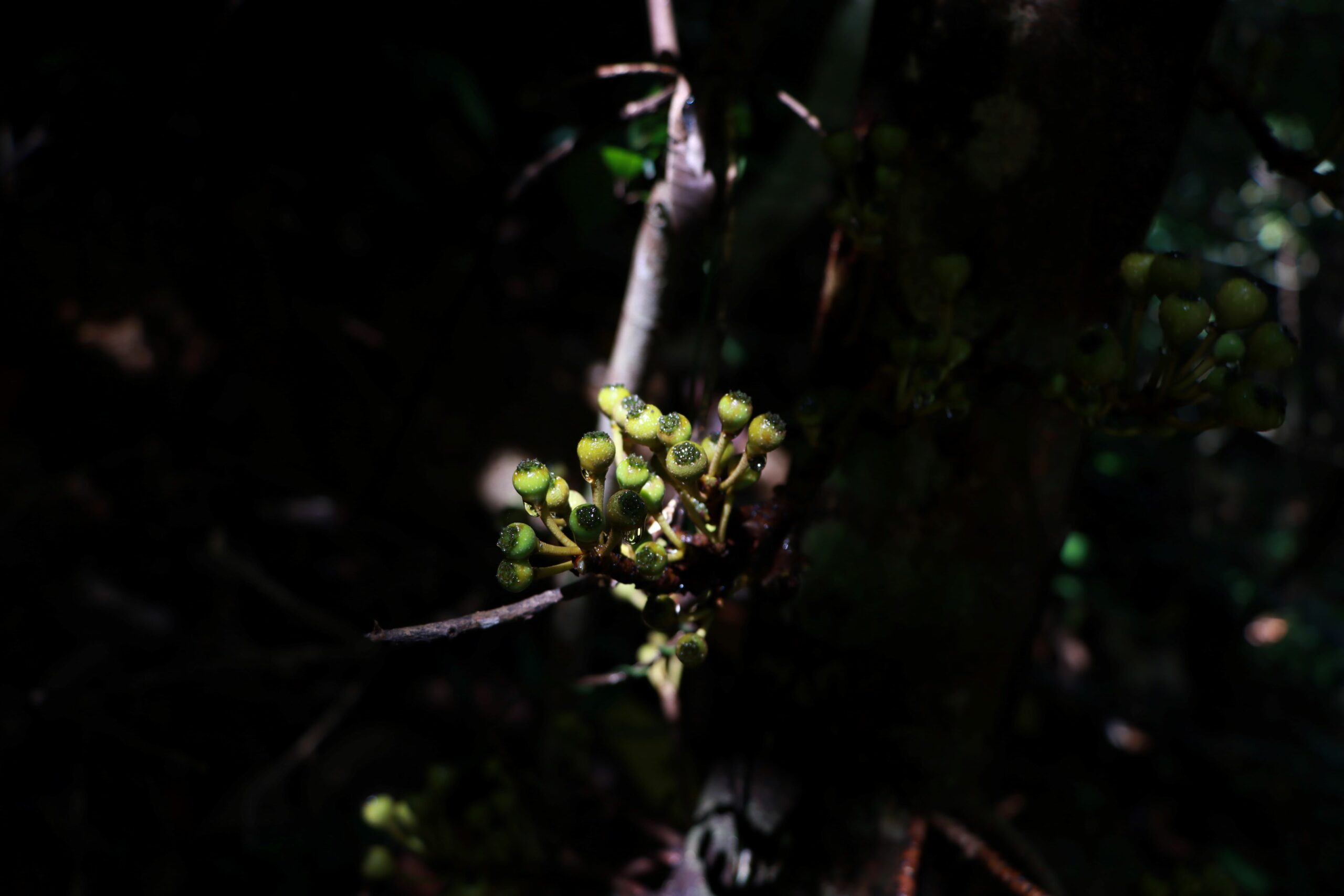 ป่ากรุงชิง