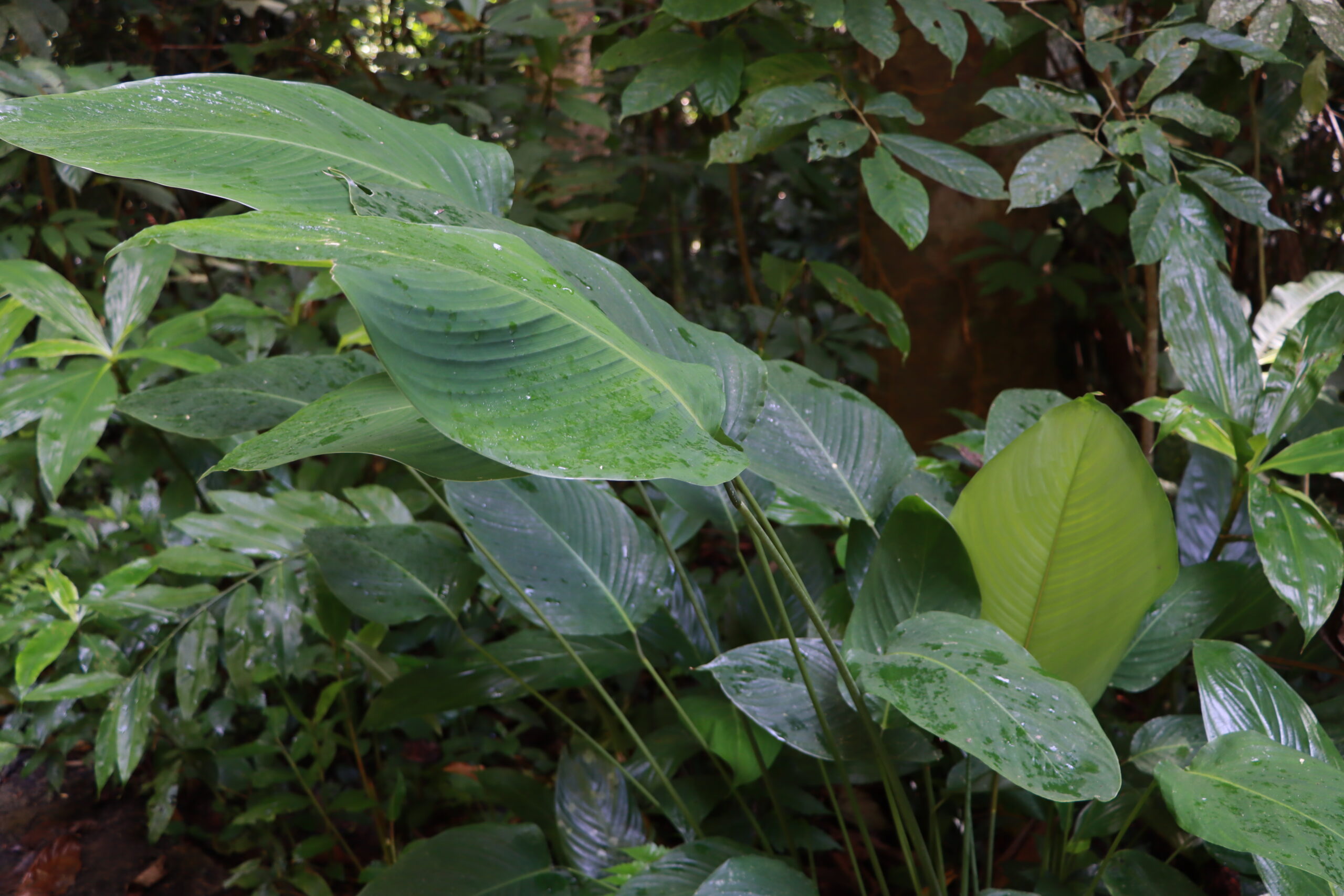 ป่ากรุงชิง