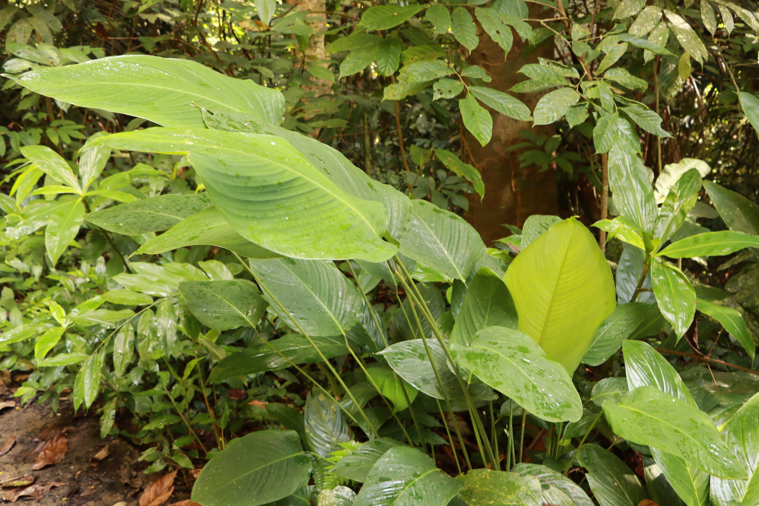 ป่ากรุงชิง