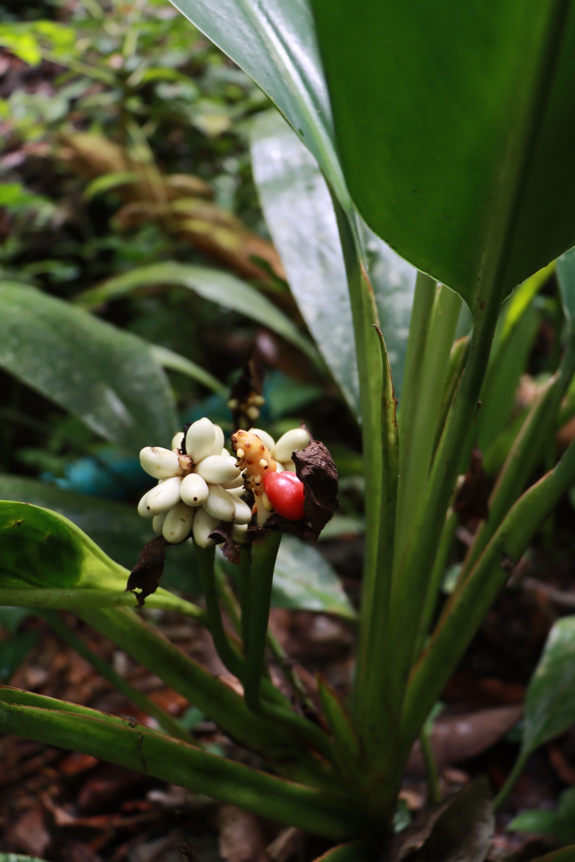 ป่ากรุงชิง