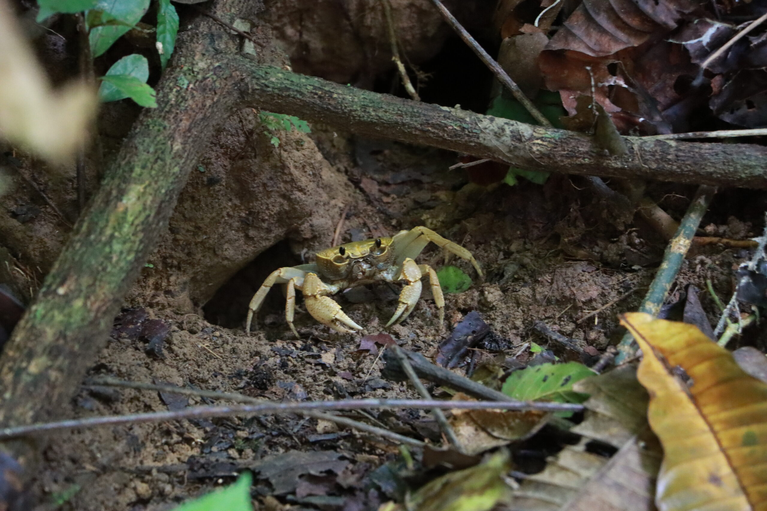 ป่ากรุงชิง