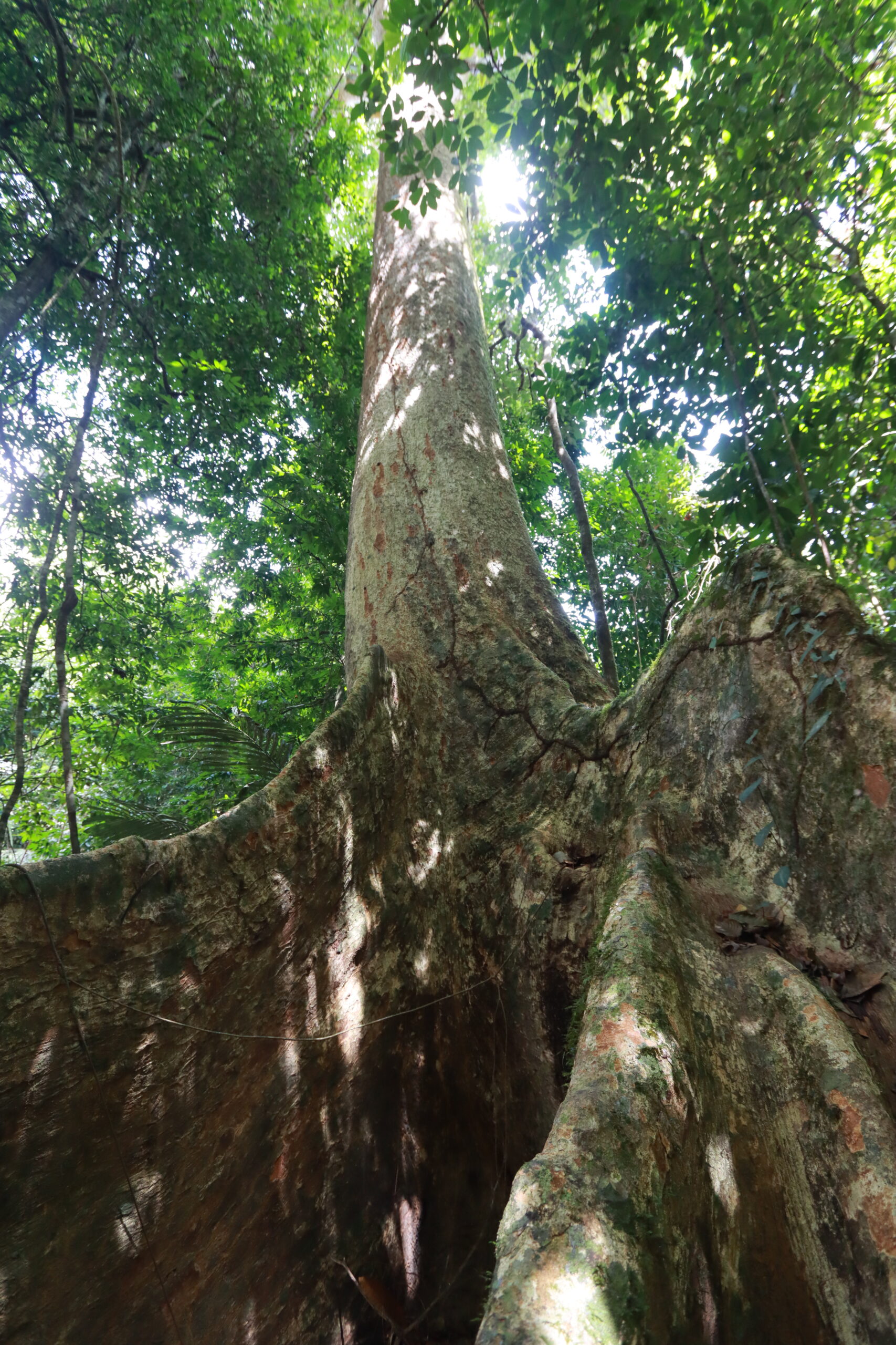 ป่ากรุงชิง