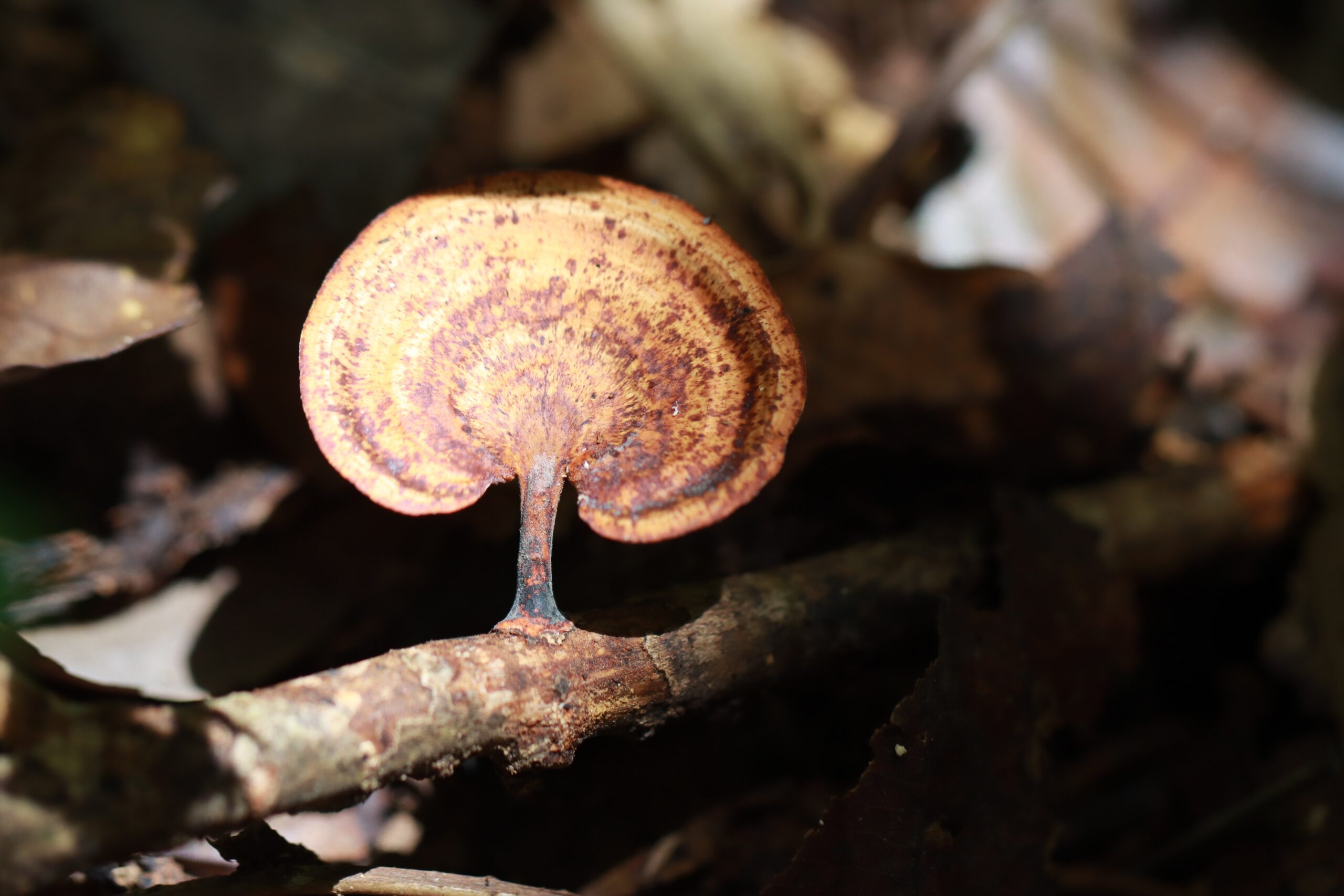 ป่ากรุงชิง