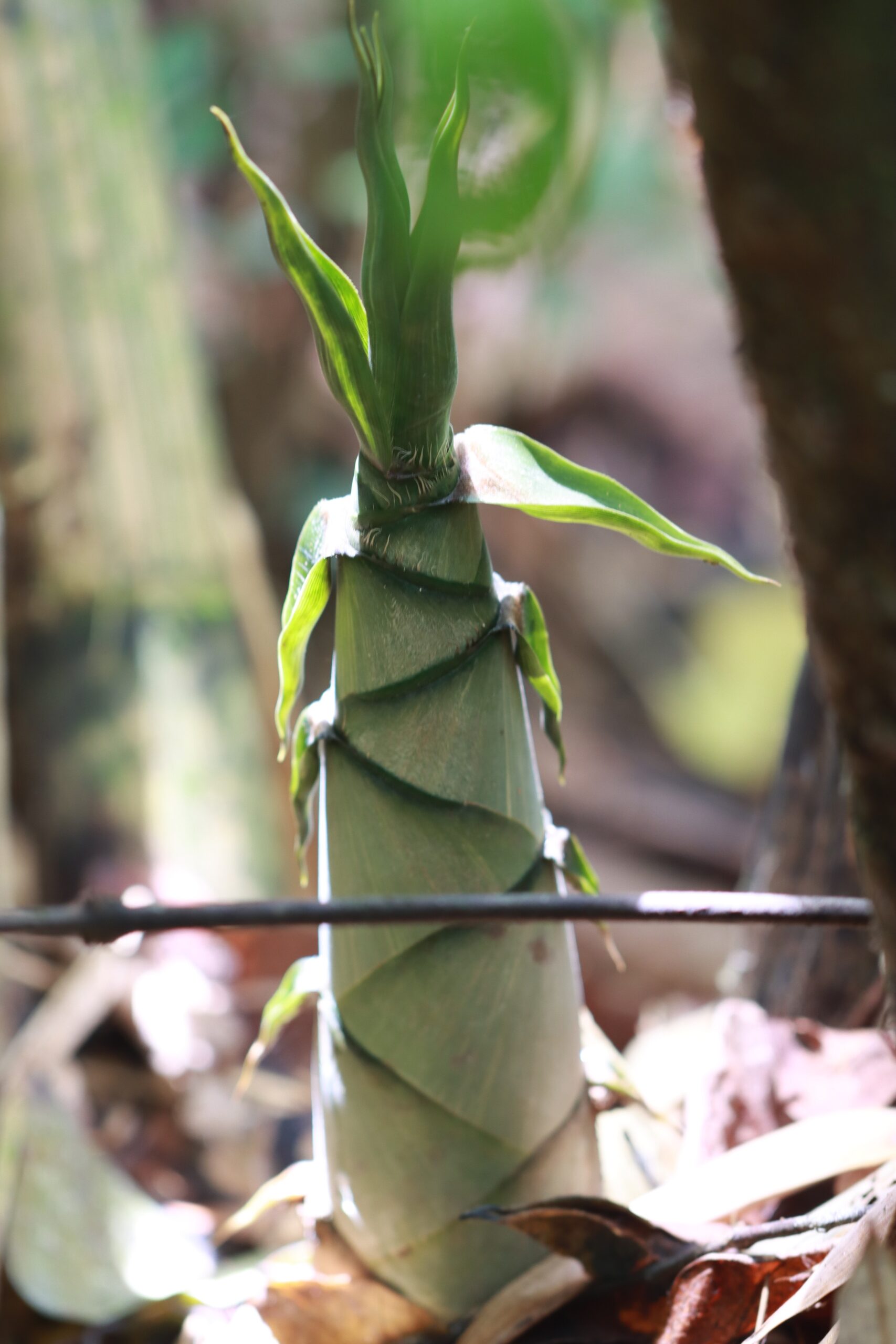 ป่ากรุงชิง