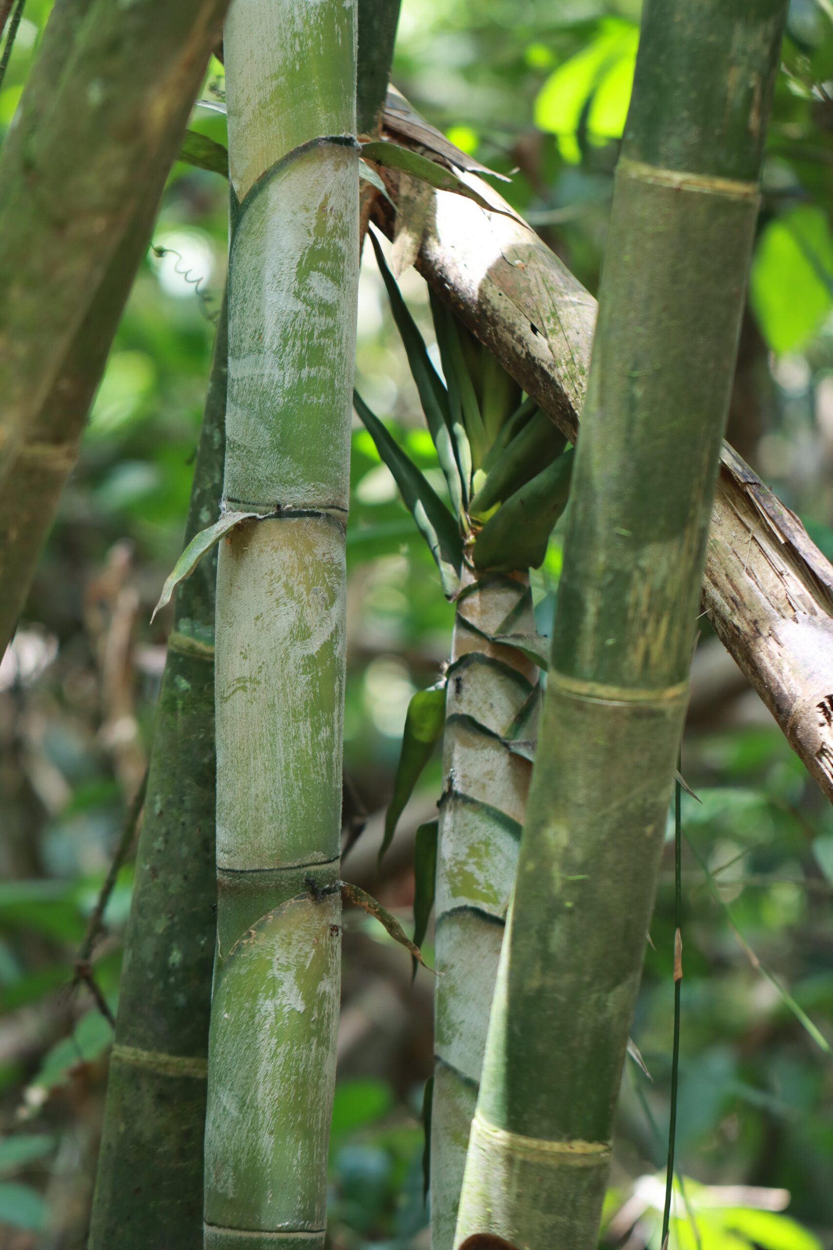 ป่ากรุงชิง