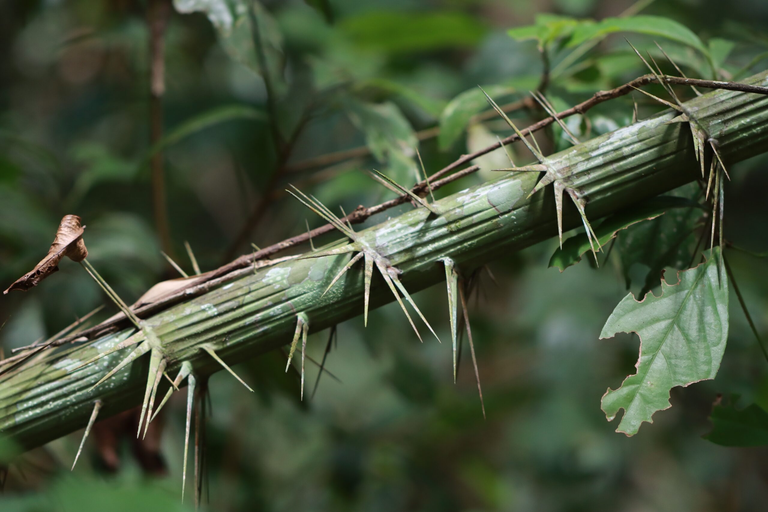 ป่ากรุงชิง