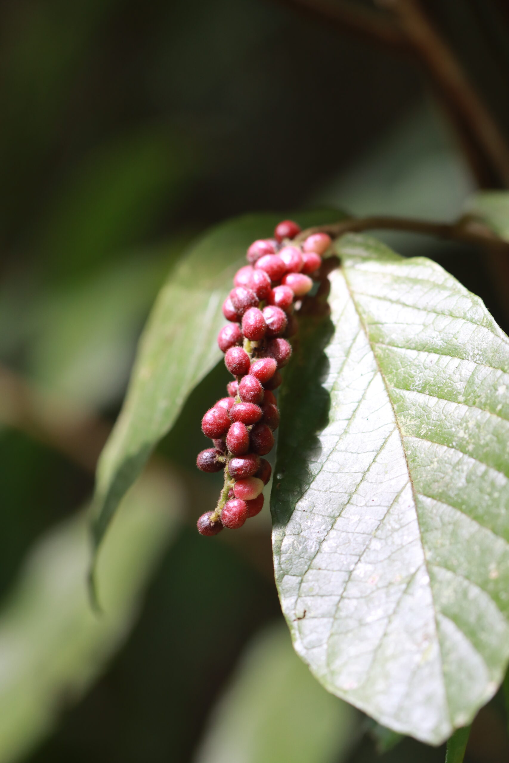 ป่ากรุงชิง