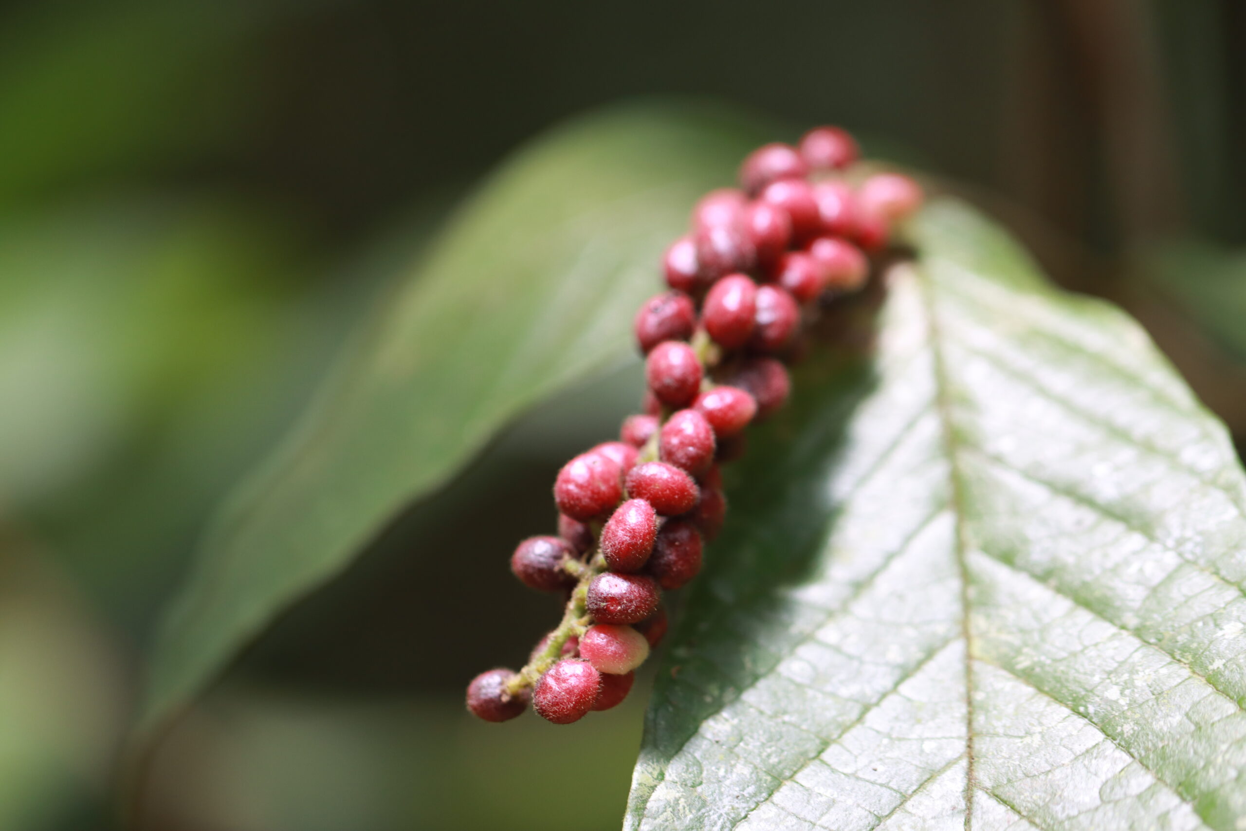 ป่ากรุงชิง