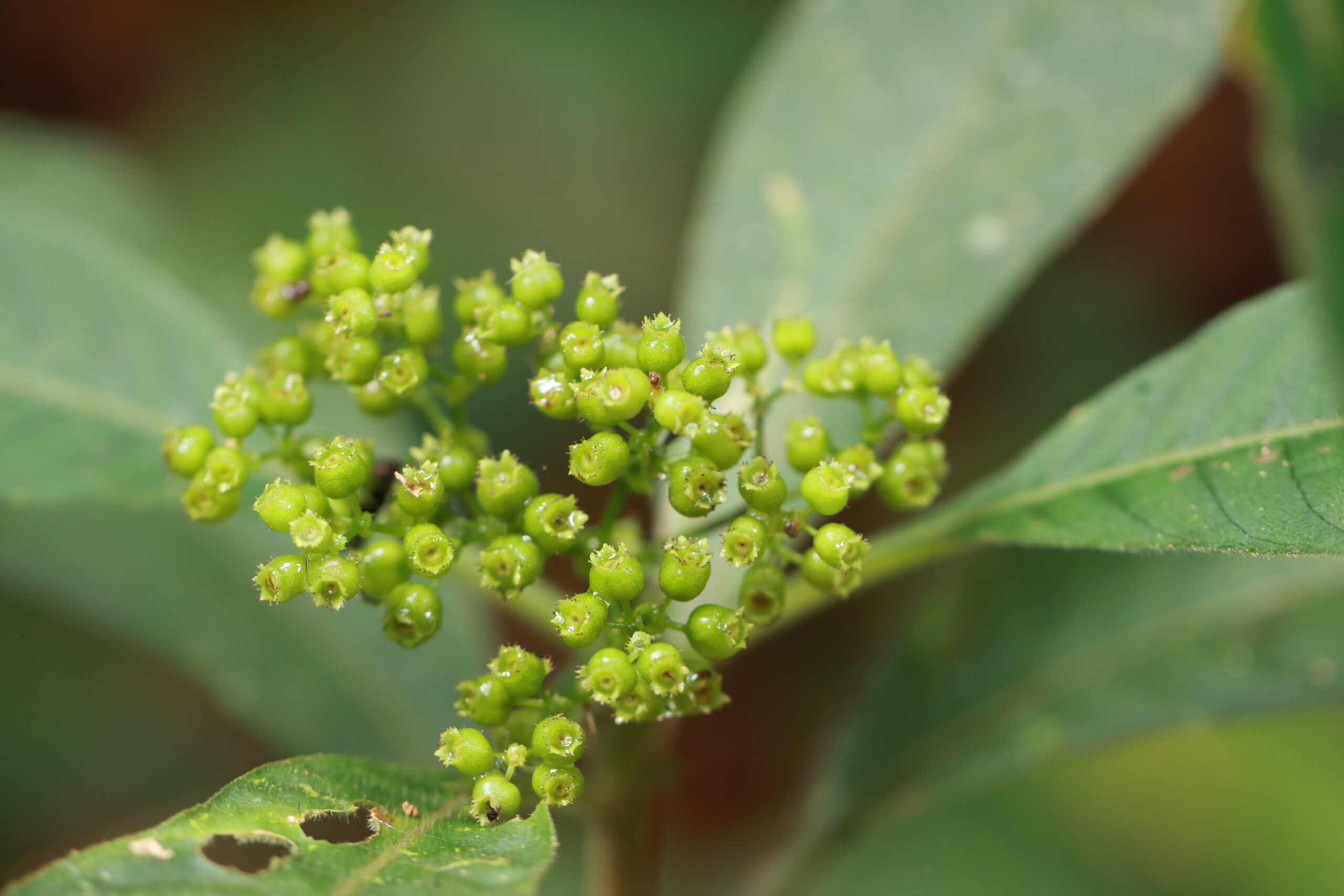 ป่ากรุงชิง