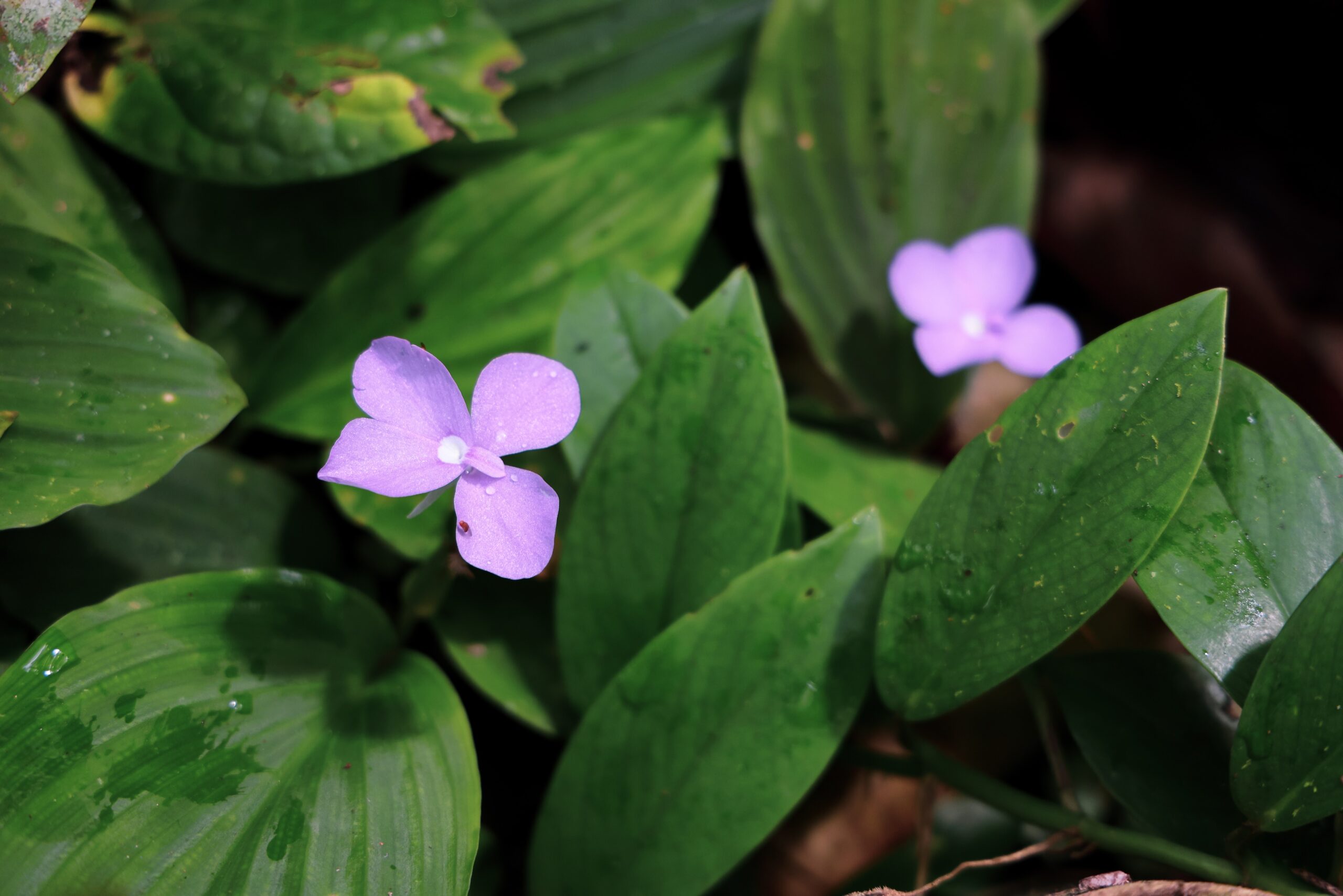 ป่ากรุงชิง