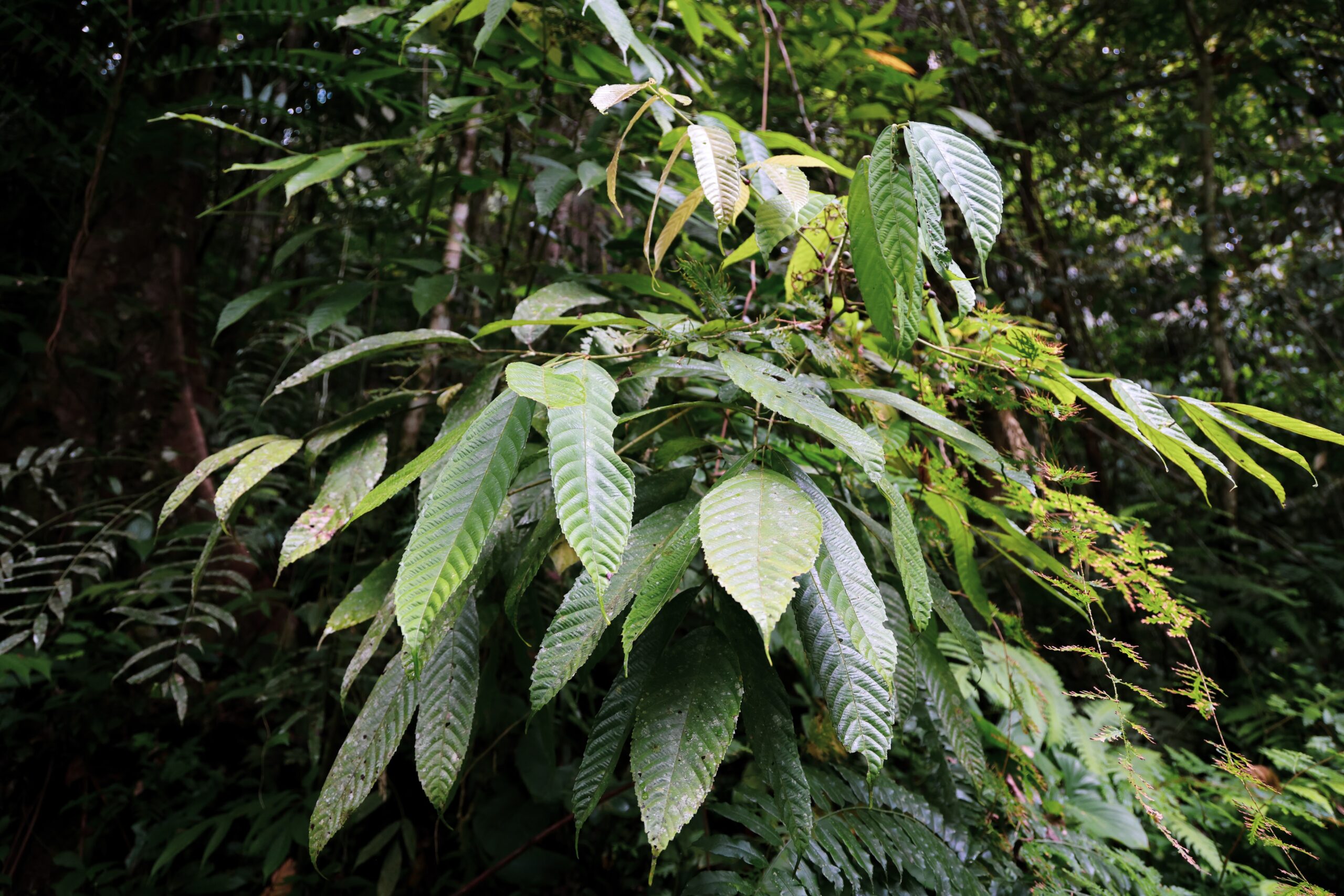 ป่ากรุงชิง