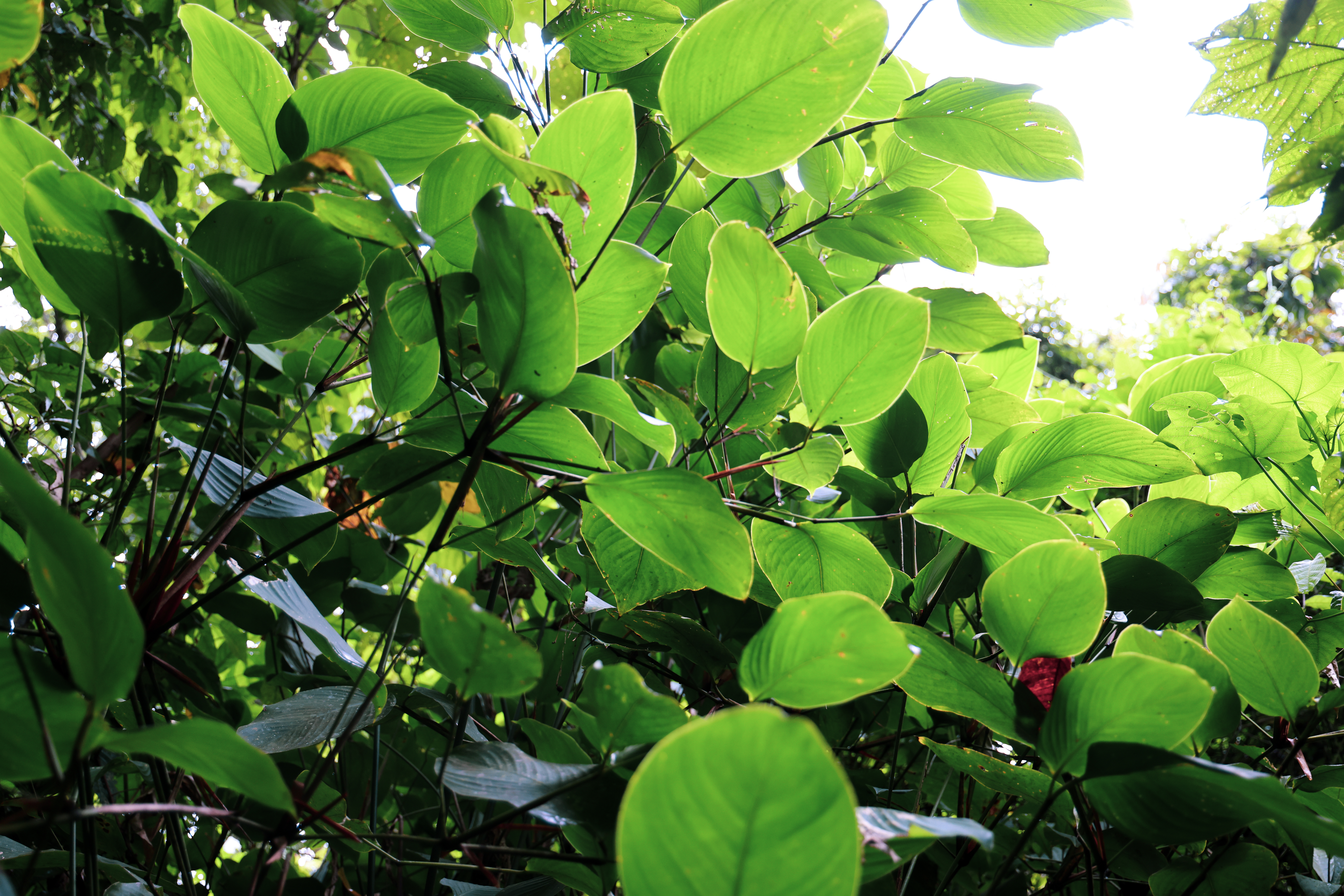 ป่ากรุงชิง