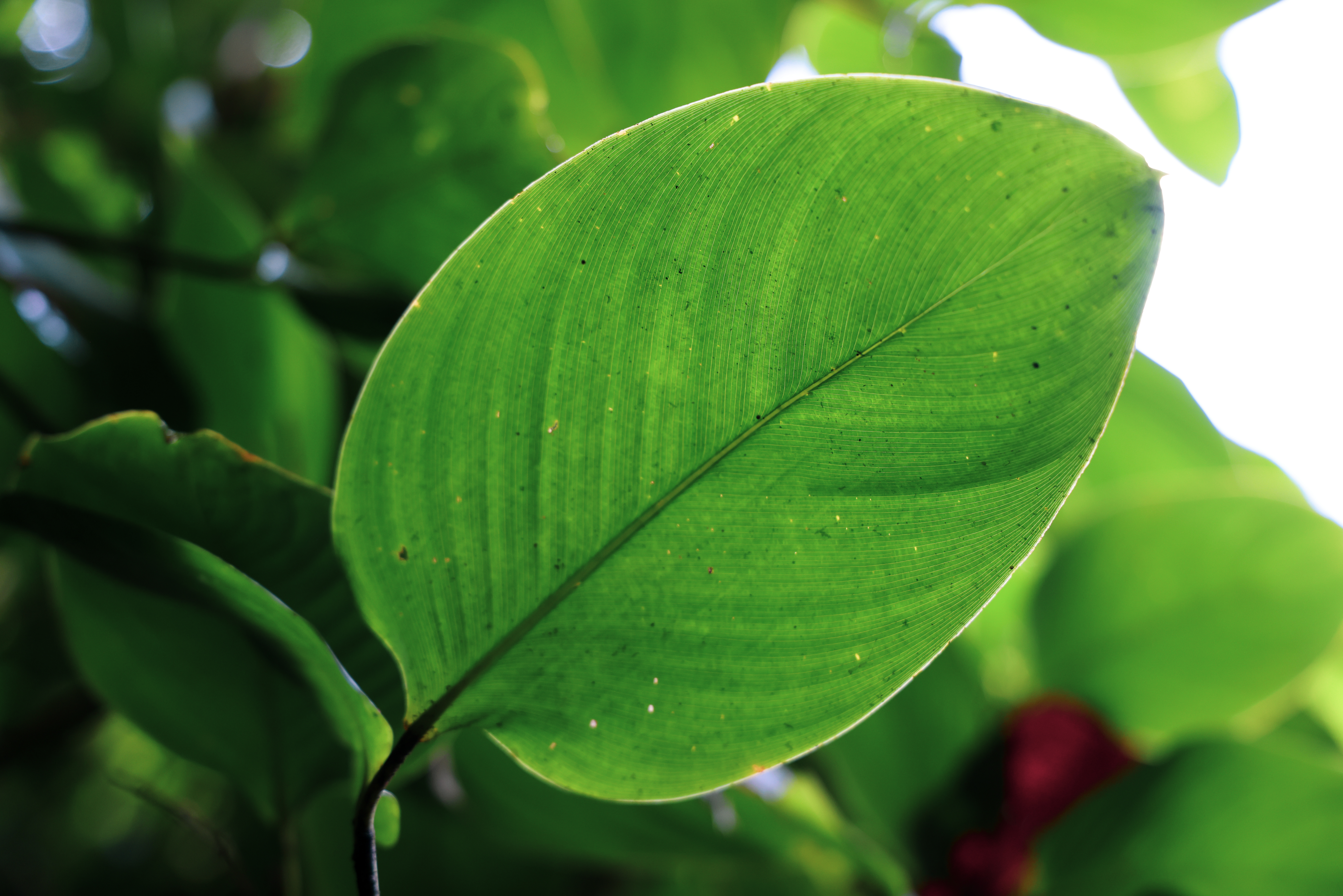 ป่ากรุงชิง