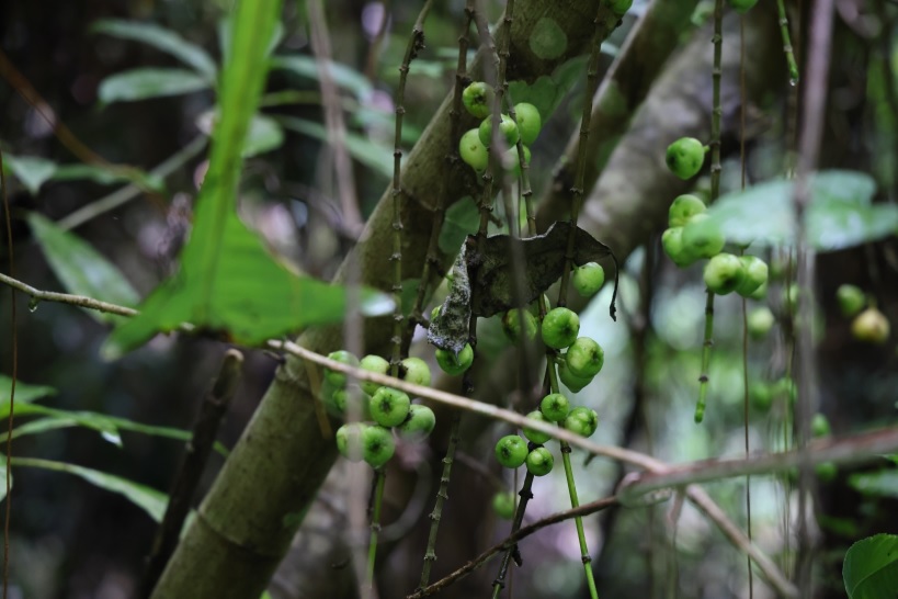 ป่ากรุงชิง