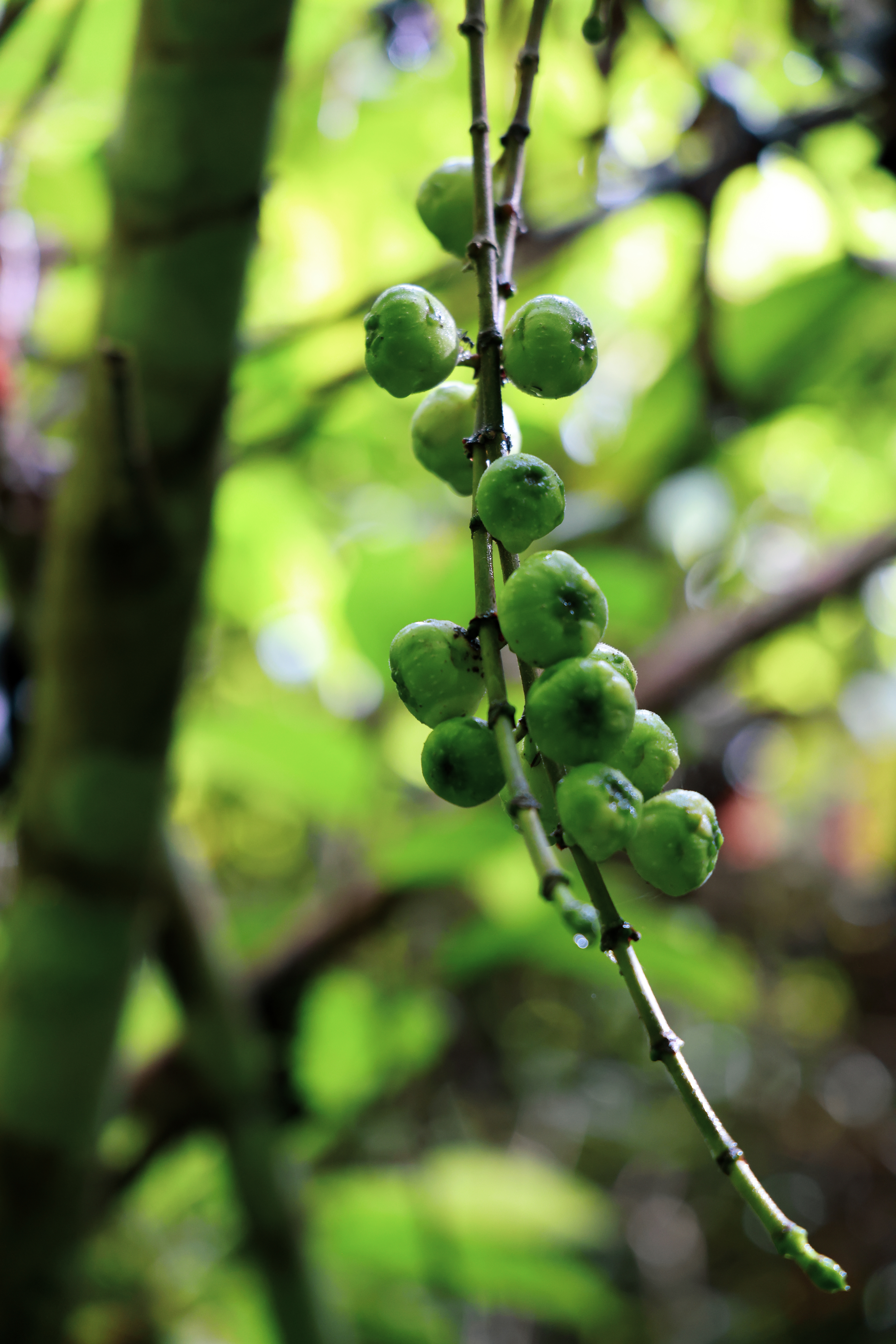 ป่ากรุงชิง