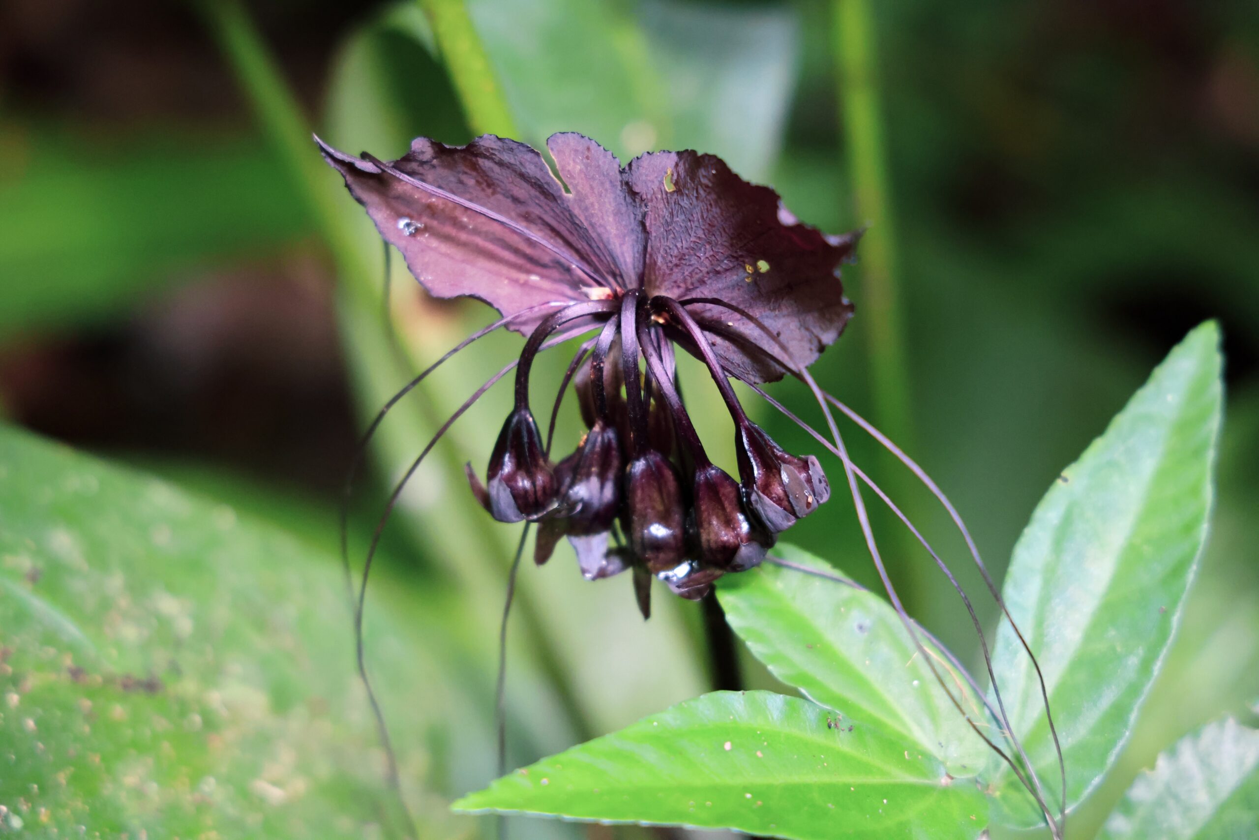 ป่ากรุงชิง