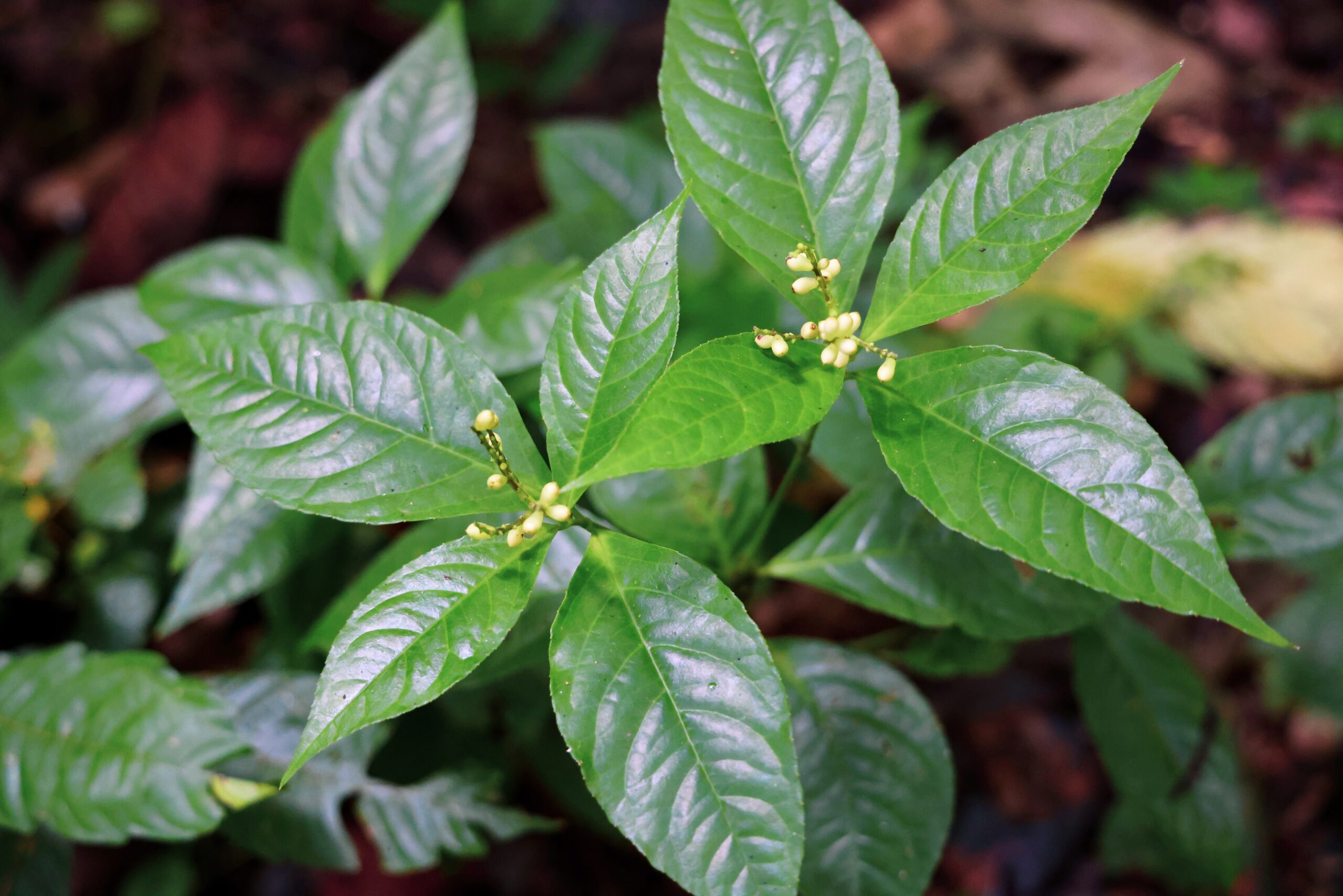 ป่ากรุงชิง