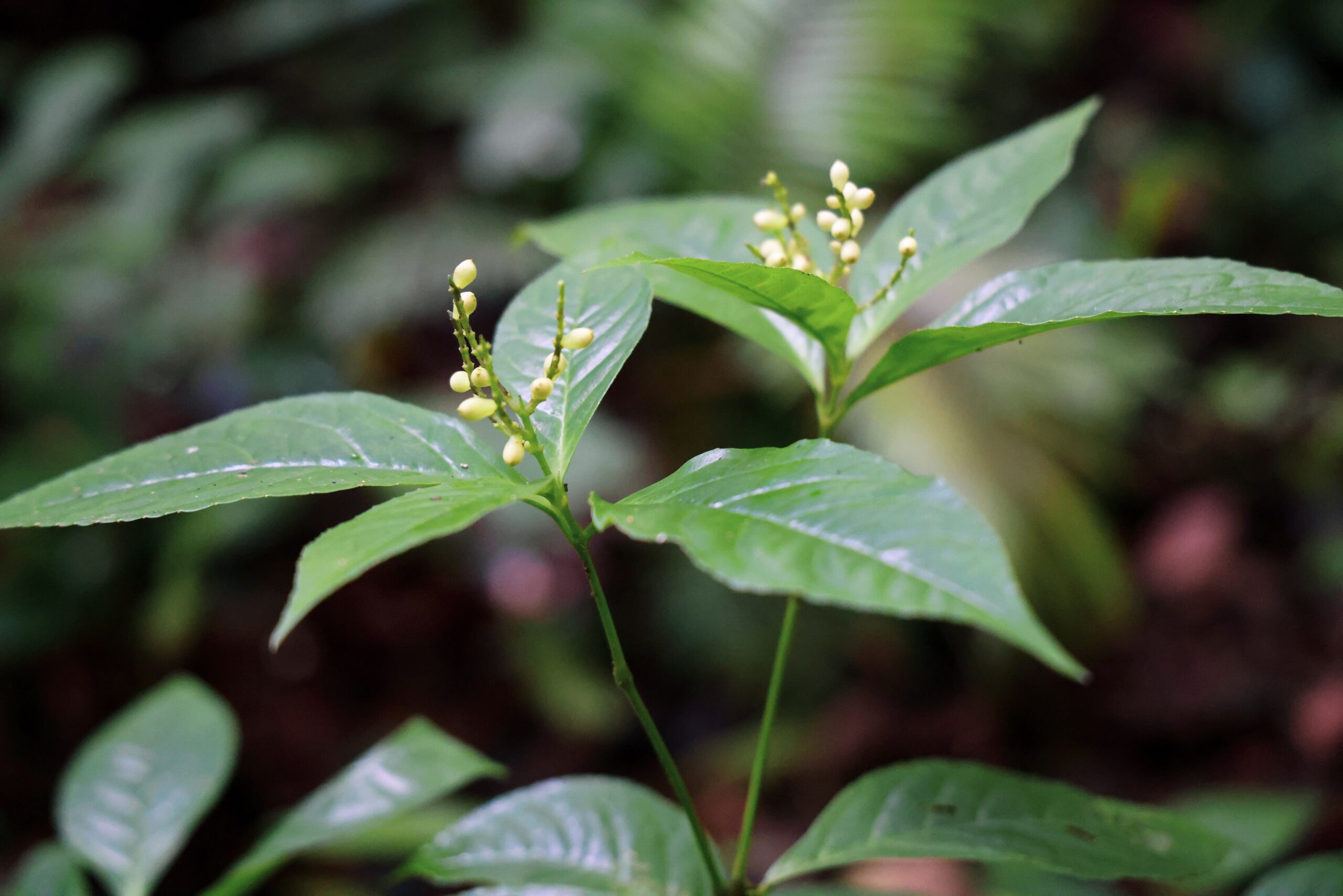 ป่ากรุงชิง