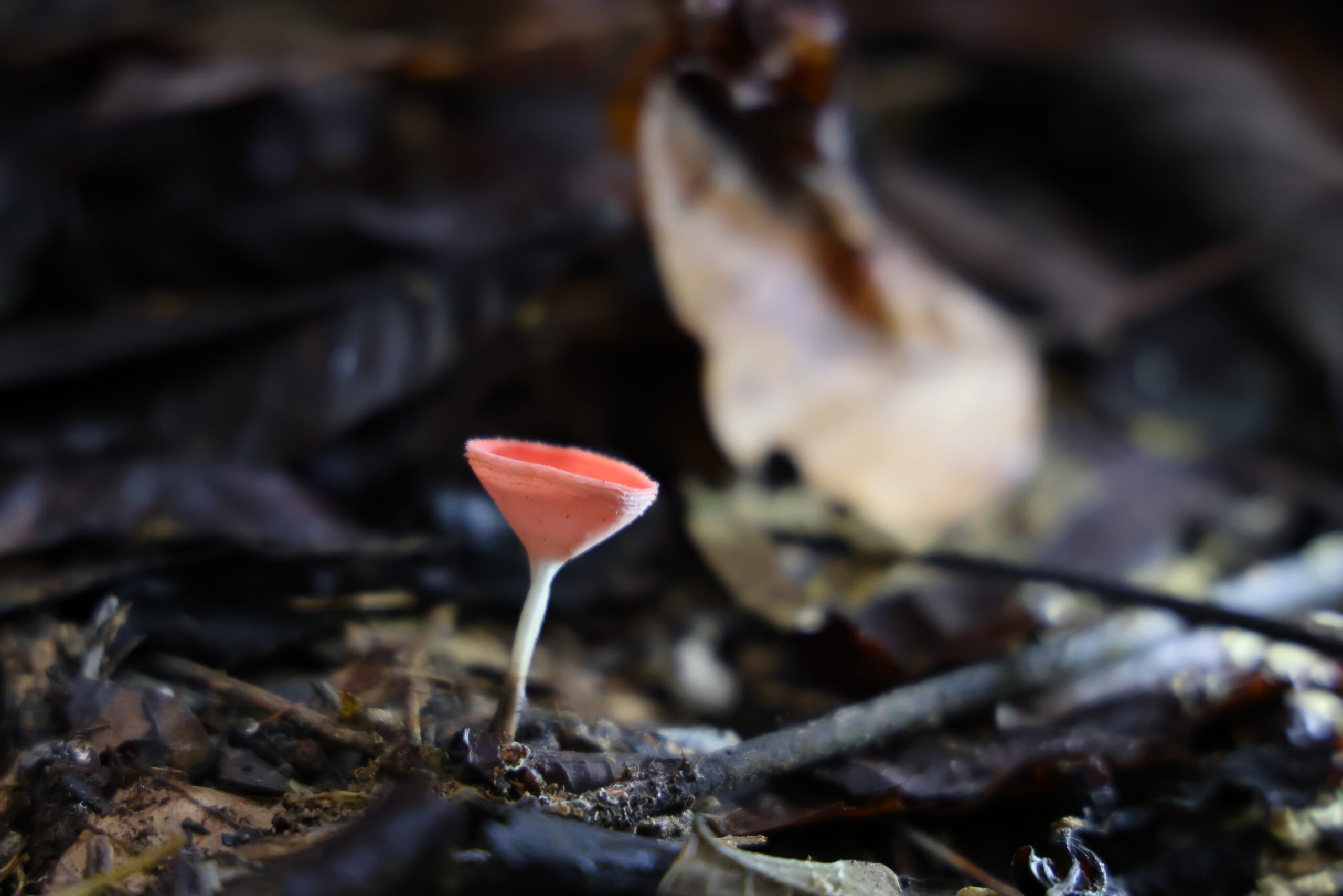 Read more about the article ป่ากรุงชิง มหัศจรรย์พืชพรรณและสัตว์ป่าแห่งผืนป่าดิบชื้นของภาคใต้