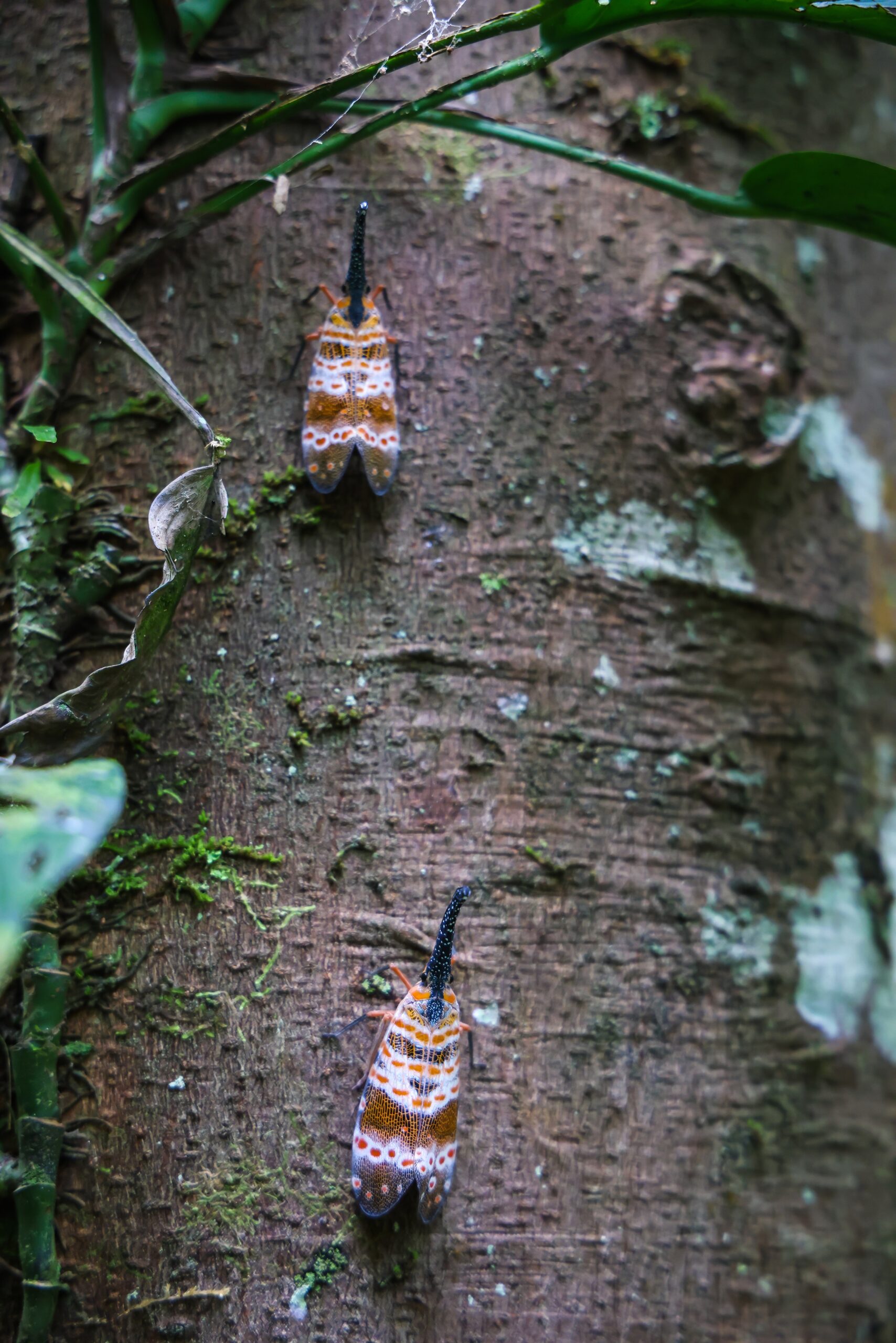 ป่ากรุงชิง