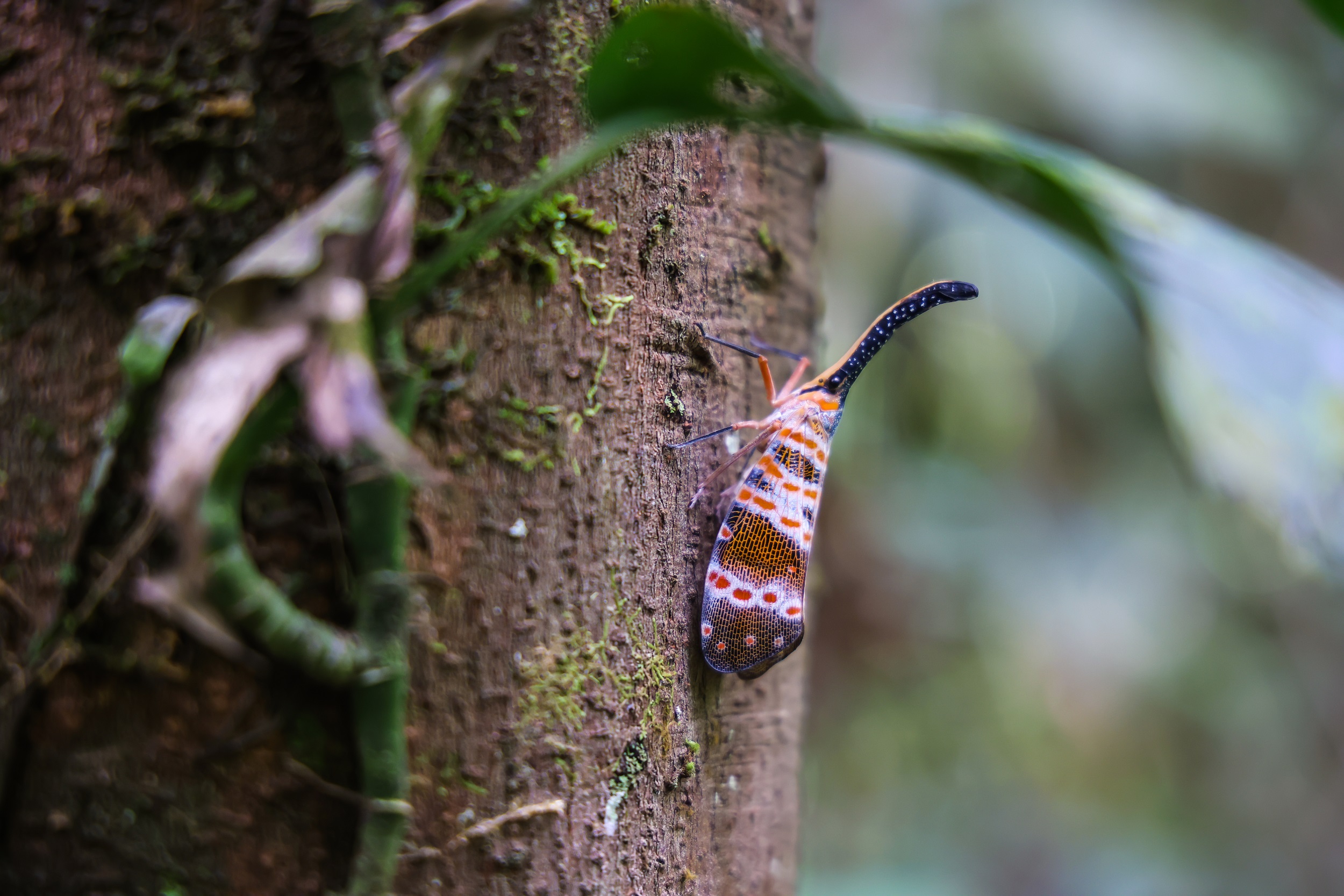 ป่ากรุงชิง