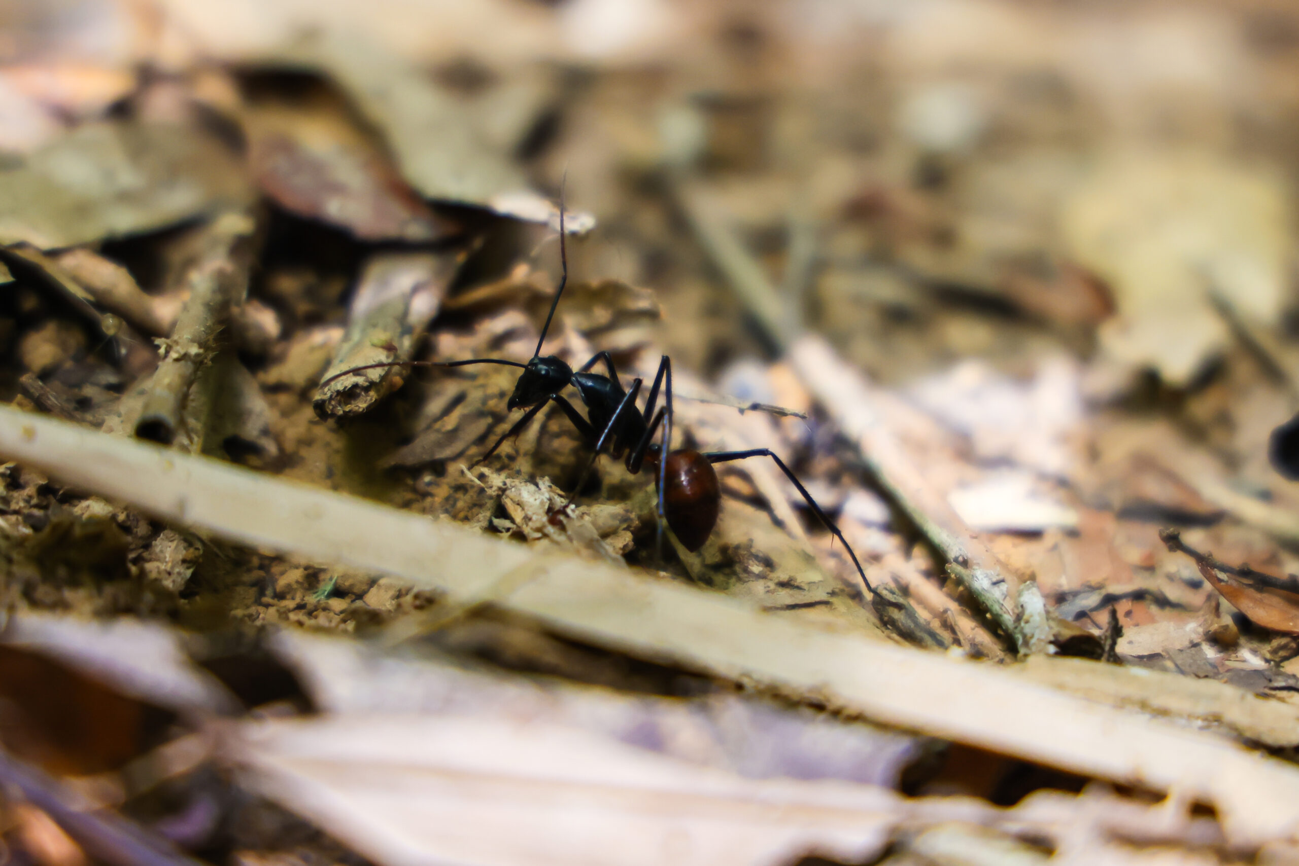 ป่ากรุงชิง