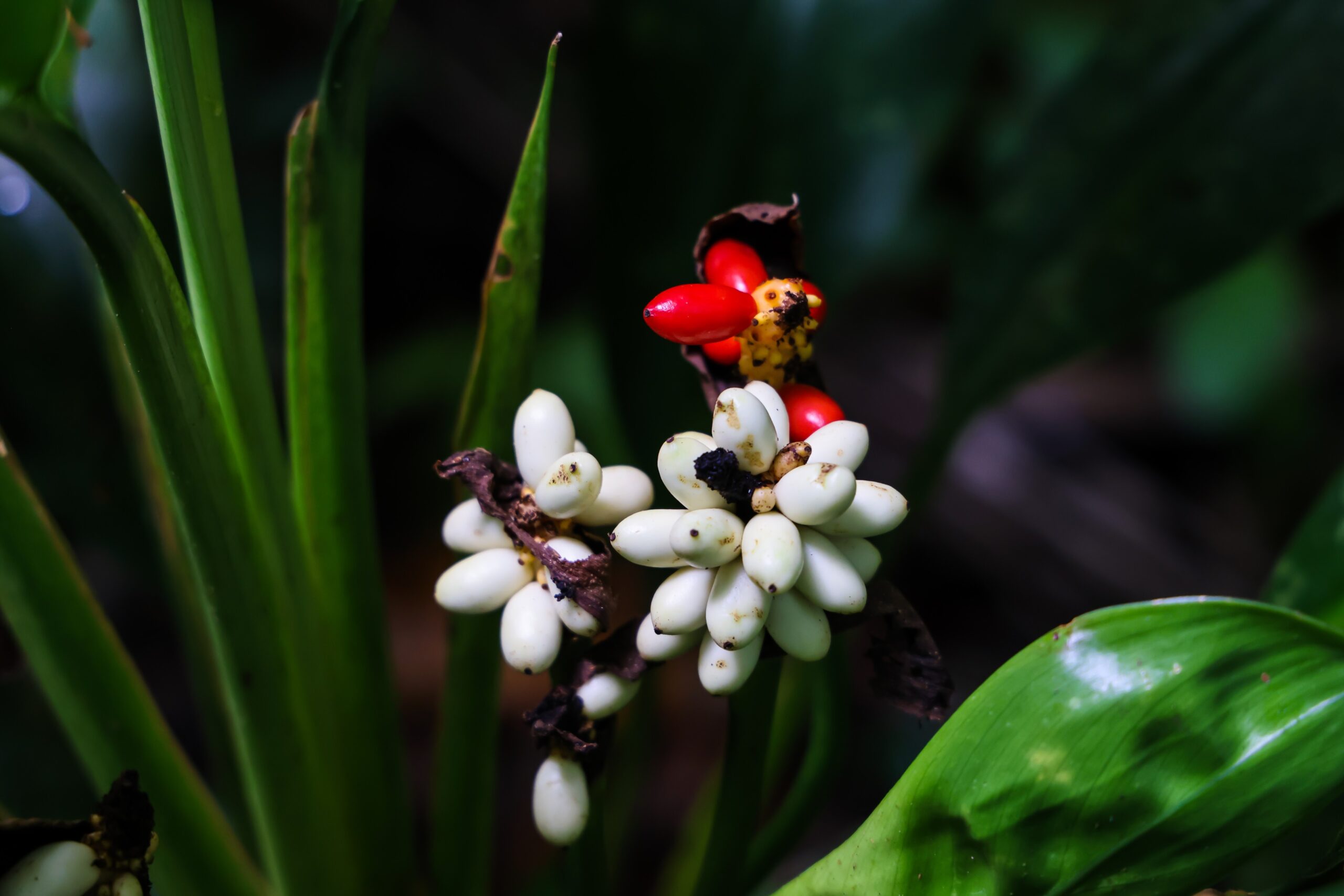 ป่ากรุงชิง