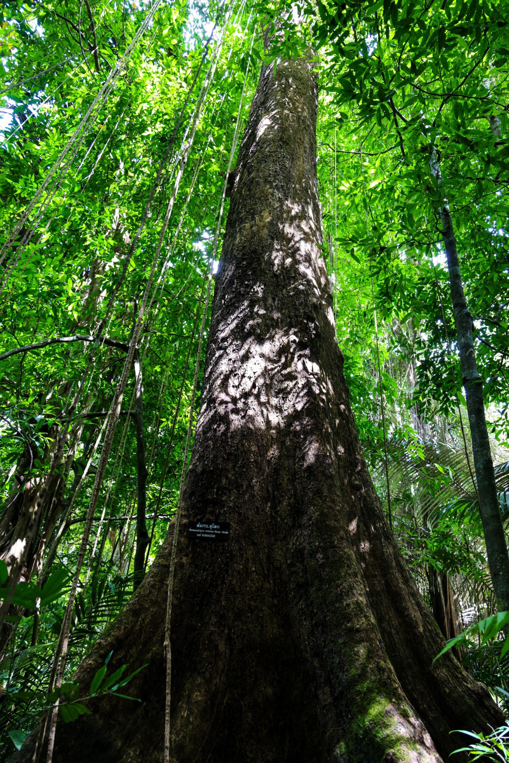 ป่ากรุงชิง