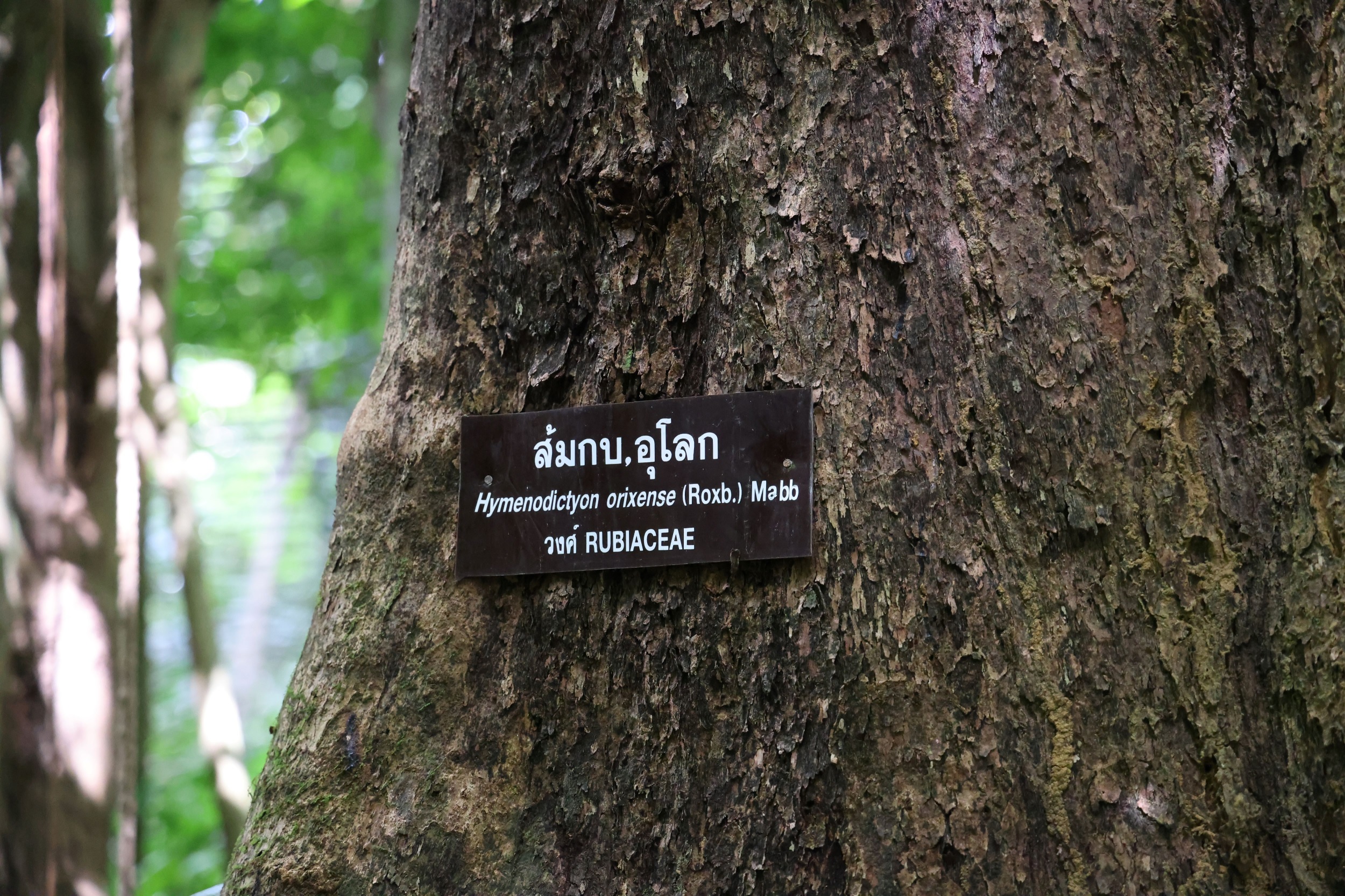 ป่ากรุงชิง