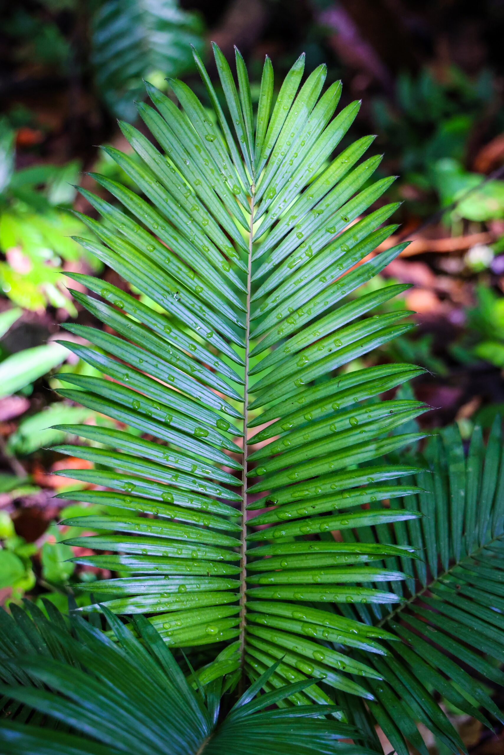 ป่ากรุงชิง