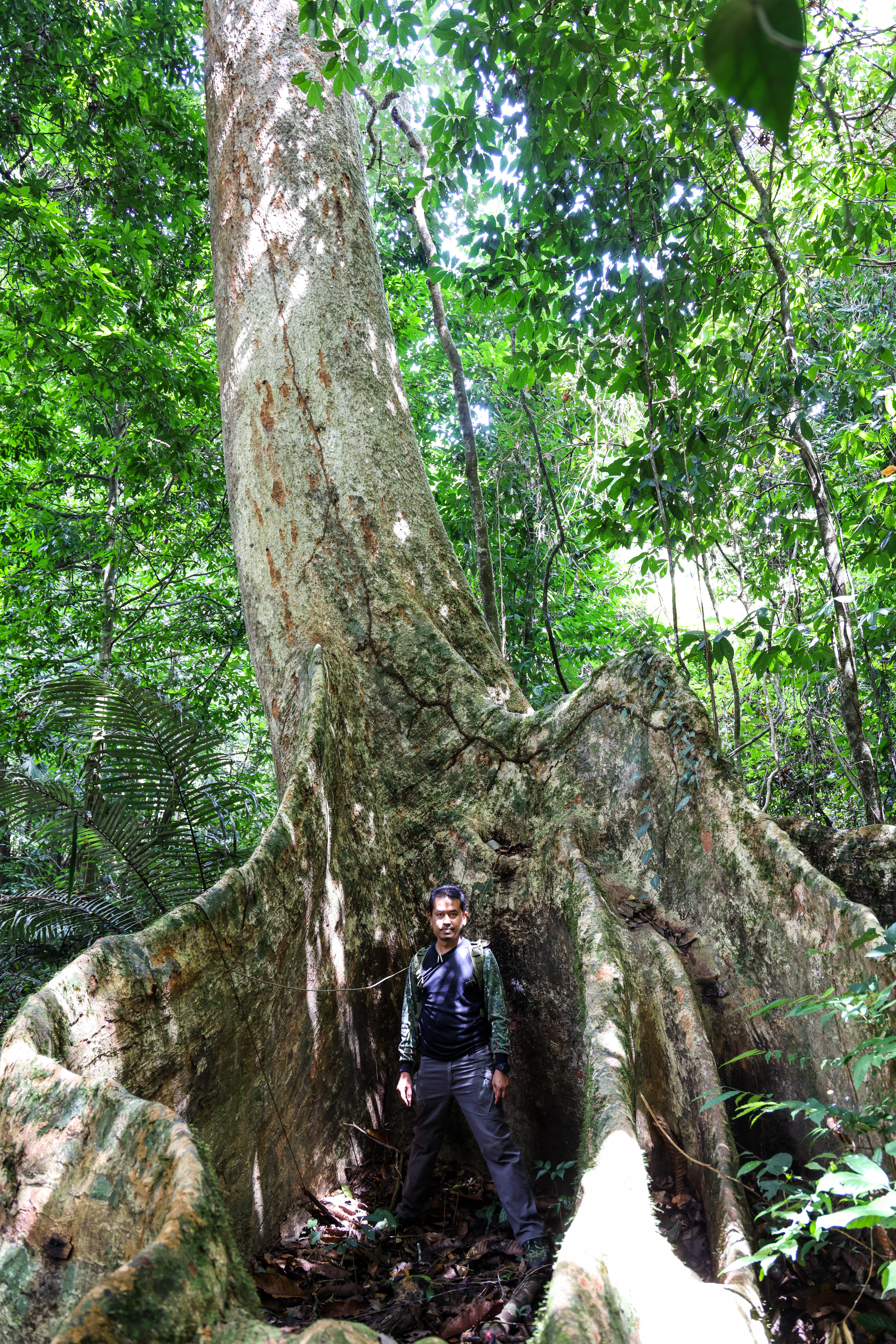 ป่ากรุงชิง