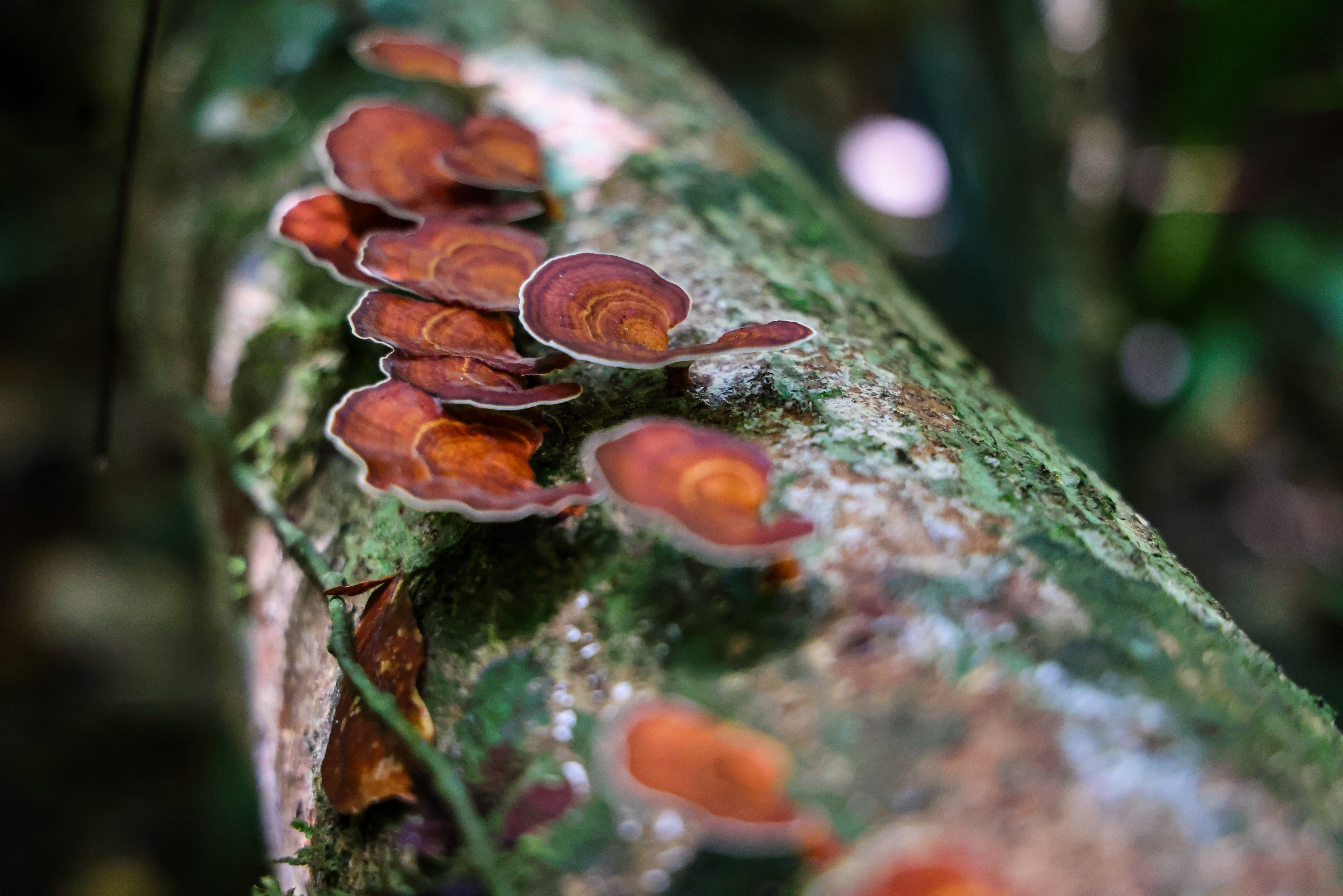 ป่ากรุงชิง