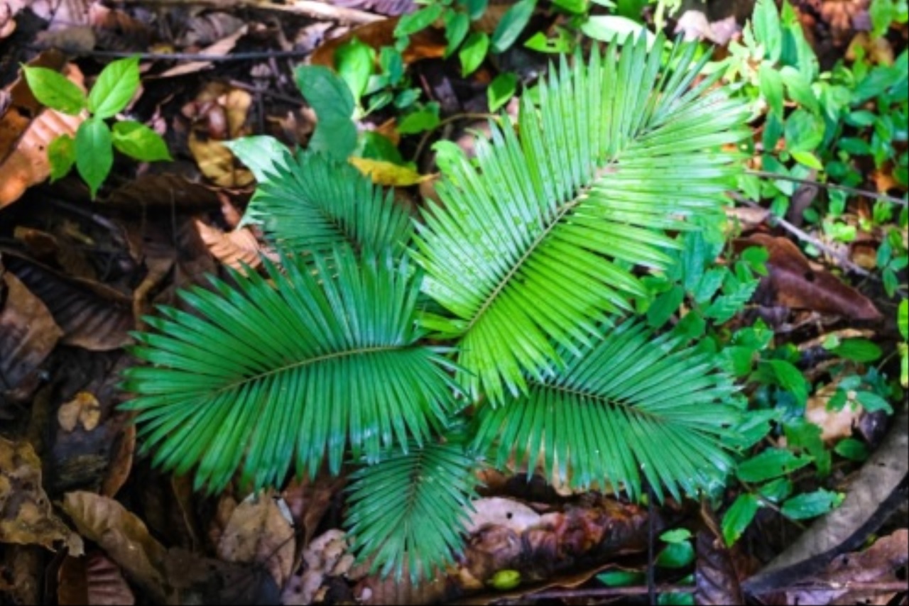 ป่ากรุงชิง