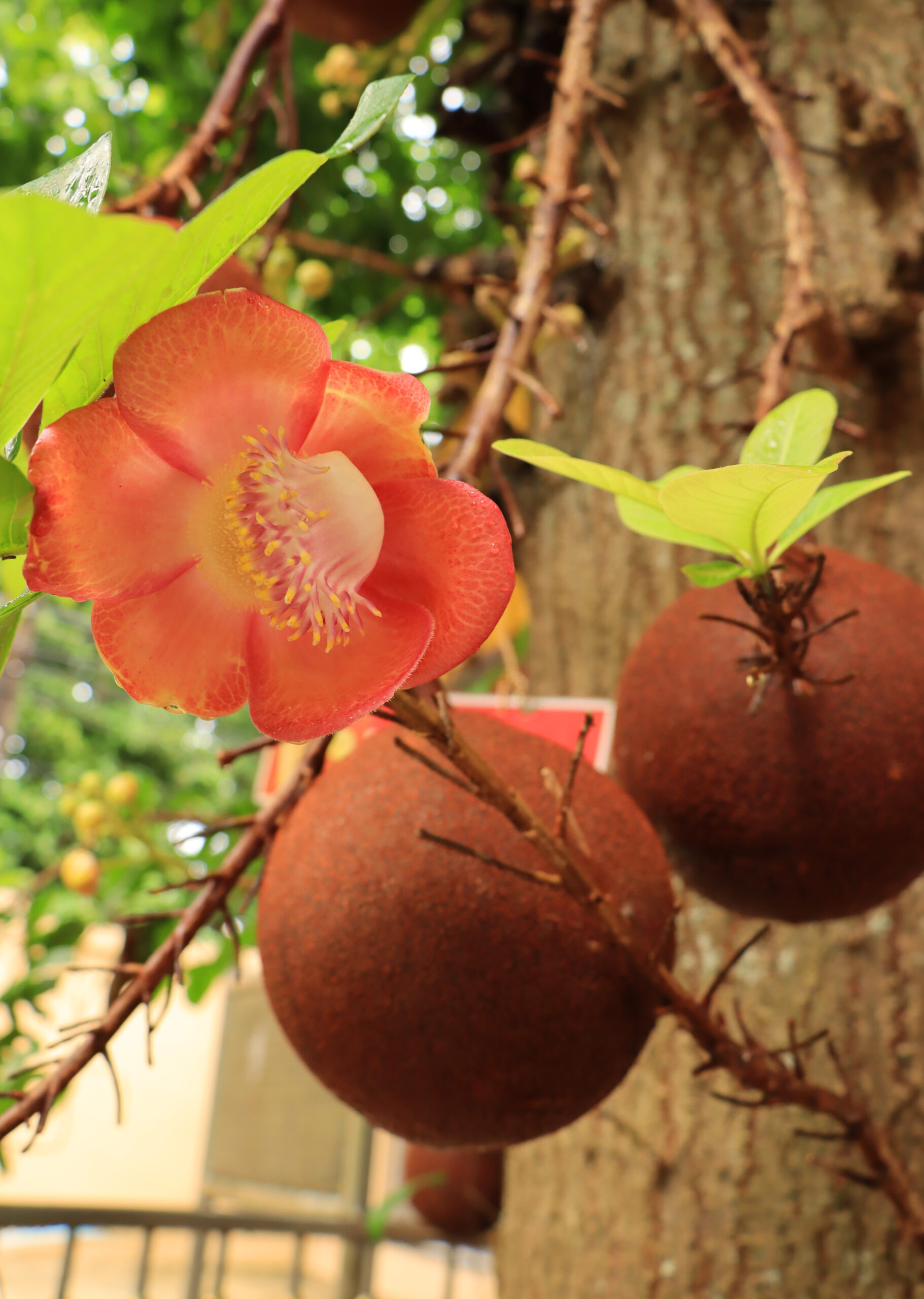 สาละลังกา