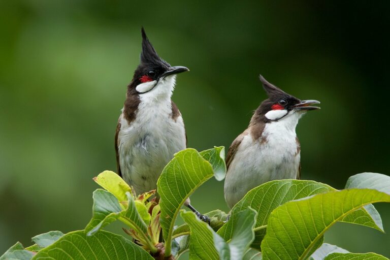 นกกรงหัวจุก