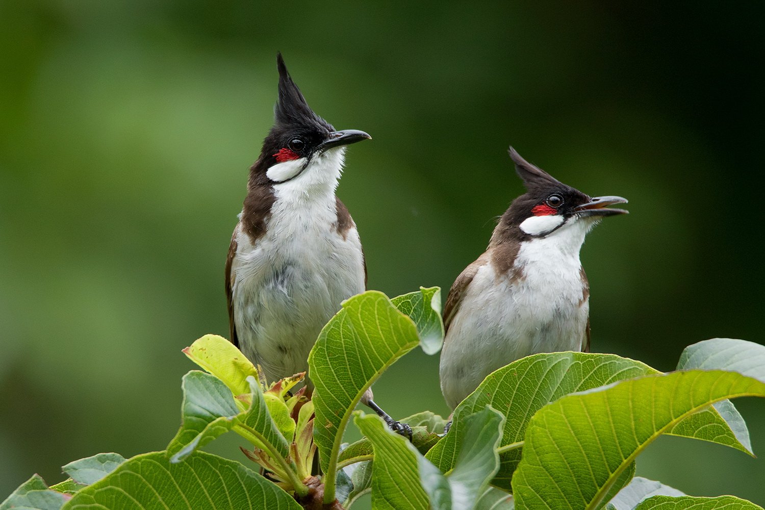 นกกรงหัวจุก