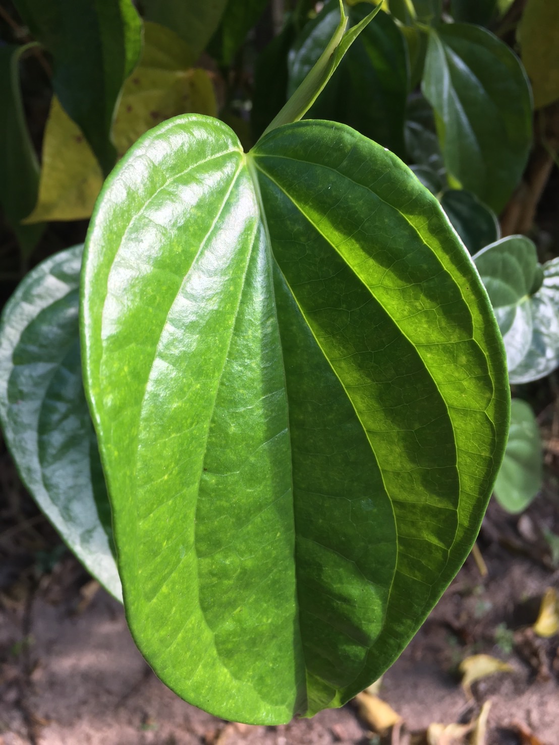 พลู วังโหล