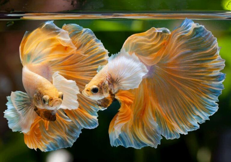 Read more about the article การเลี้ยงปลากัด : กิจกรรมสันทนาการยามว่างของทางใต้