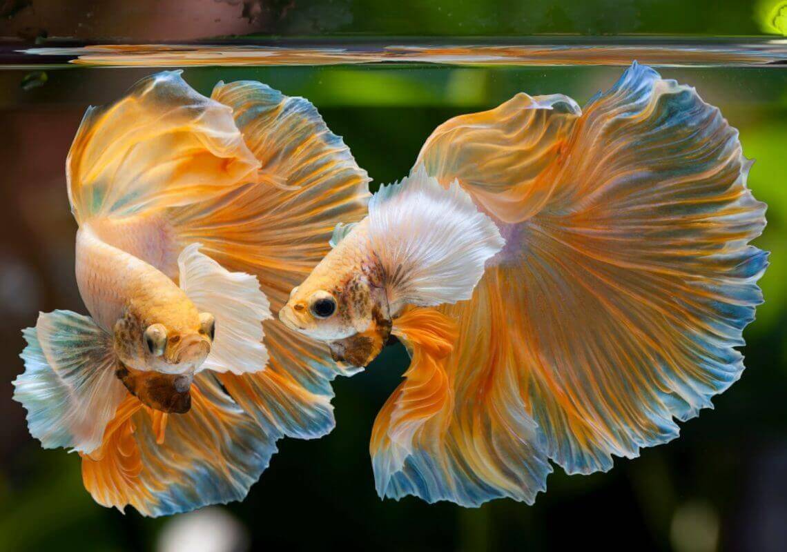 Read more about the article การเลี้ยงปลากัด : กิจกรรมสันทนาการยามว่างของทางใต้