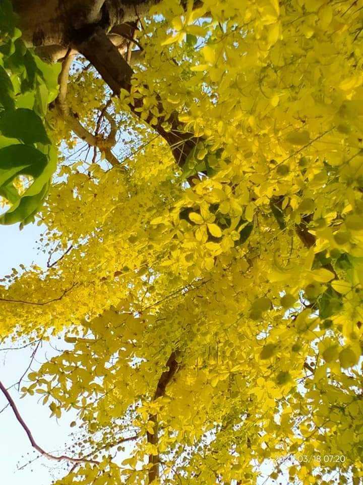 ดอกราชพฤกษ์