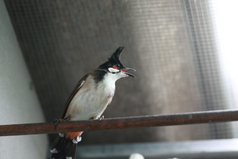 Read more about the article ต้นกำเนิด นกกรงหัวจุก จากป่าสู่เมือง จากอดีตสู่ปัจจุบัน