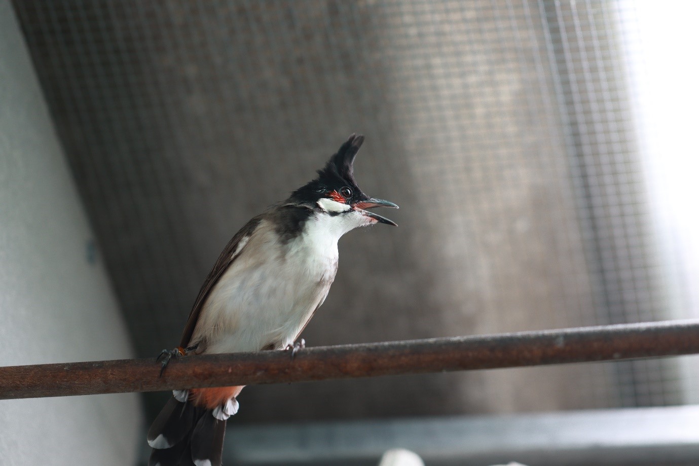 Read more about the article ต้นกำเนิด นกกรงหัวจุก จากป่าสู่เมือง จากอดีตสู่ปัจจุบัน