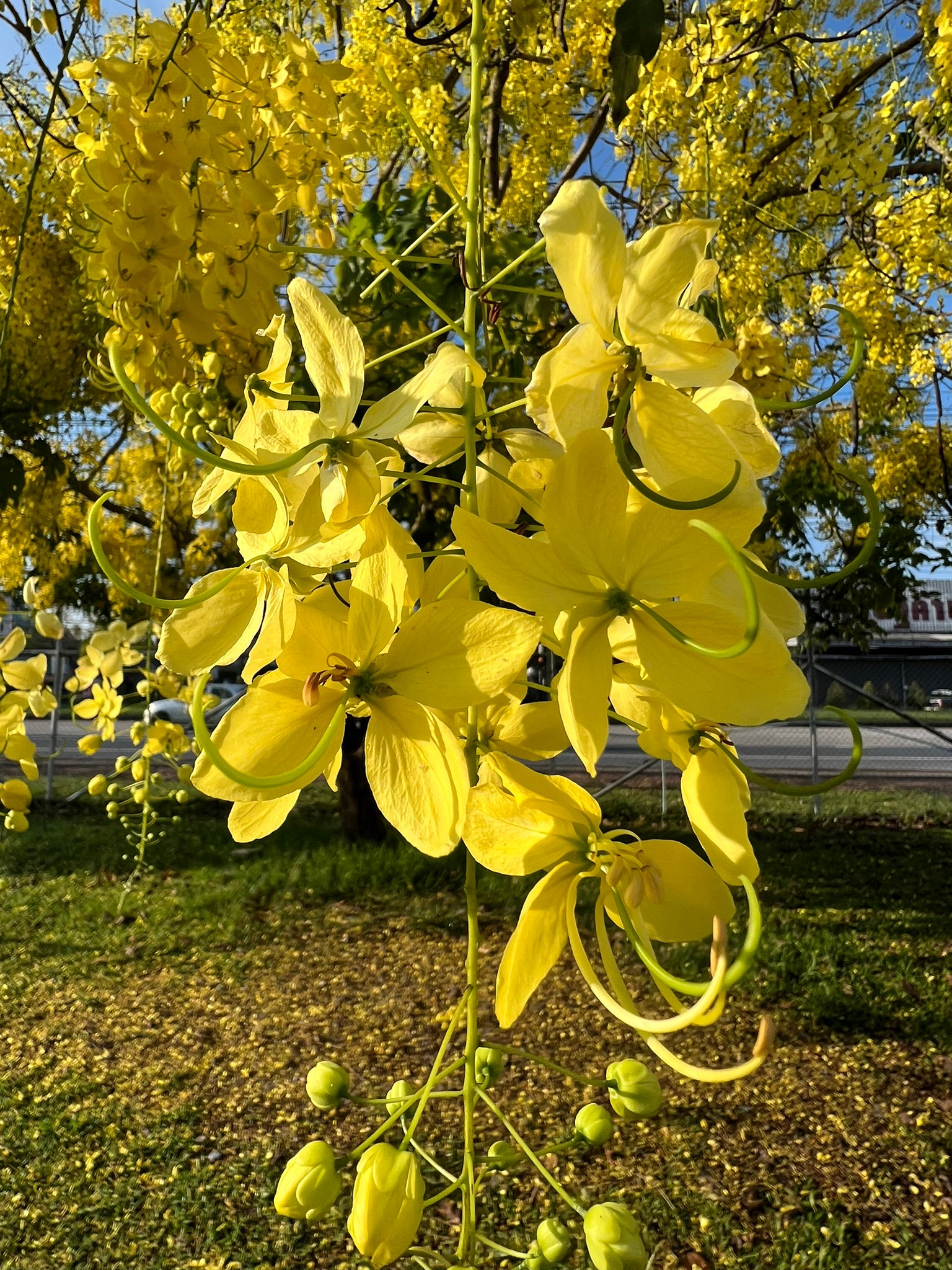 ดอกราชพฤกษ์