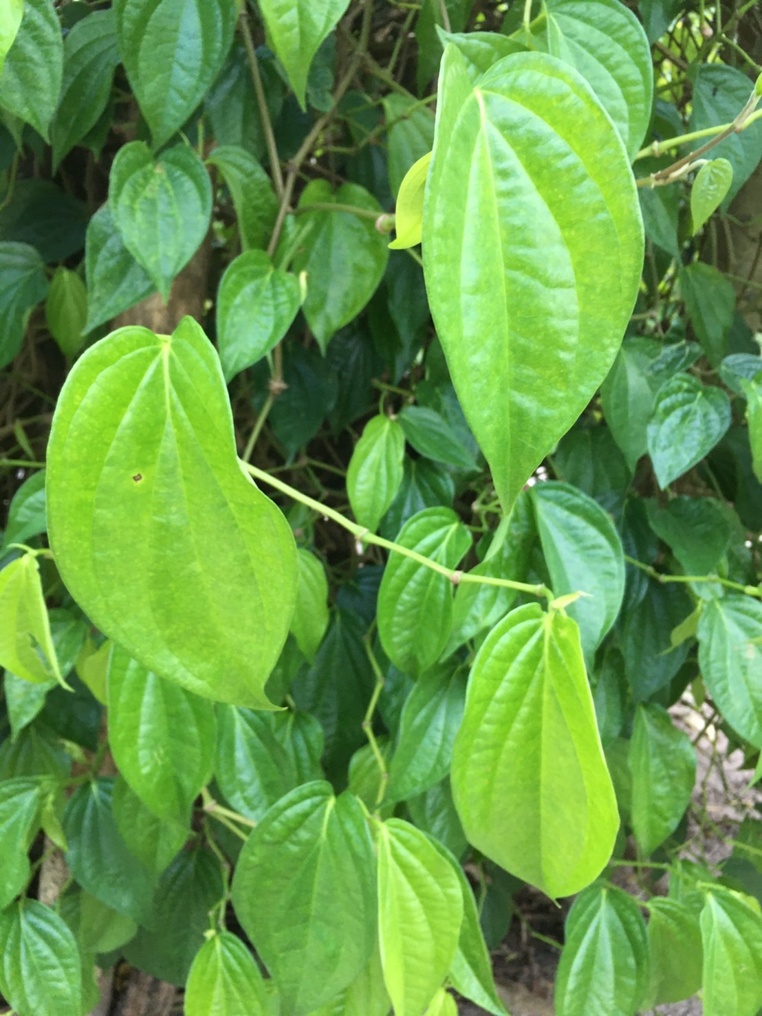 พลู ปากหราม