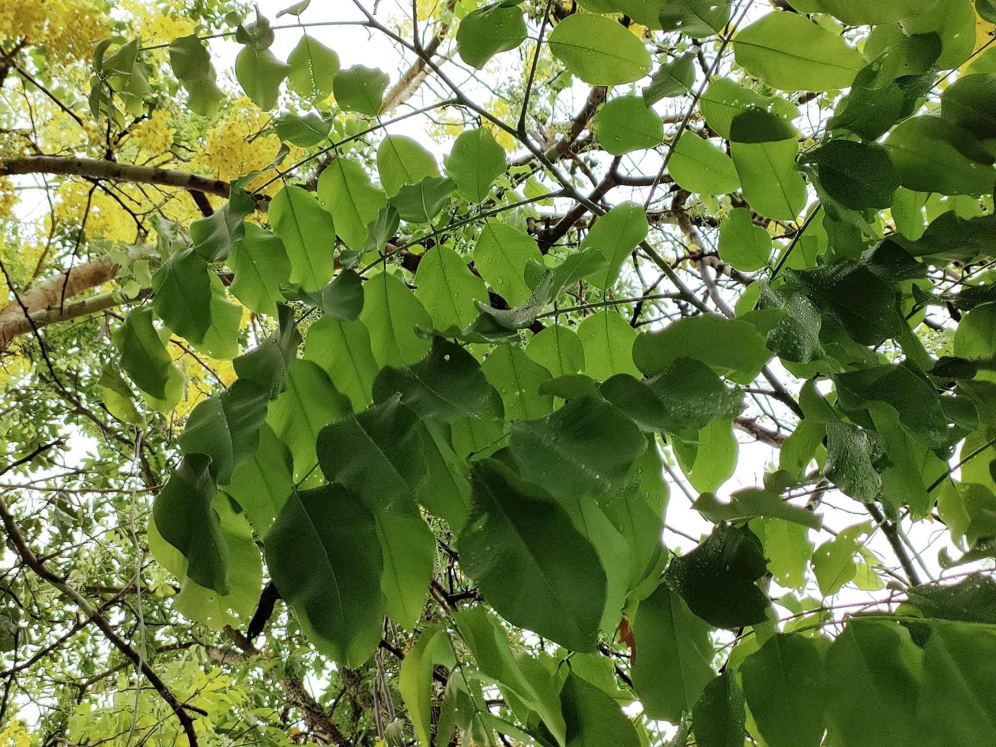 Golden shower ใบราชพฤกษ์