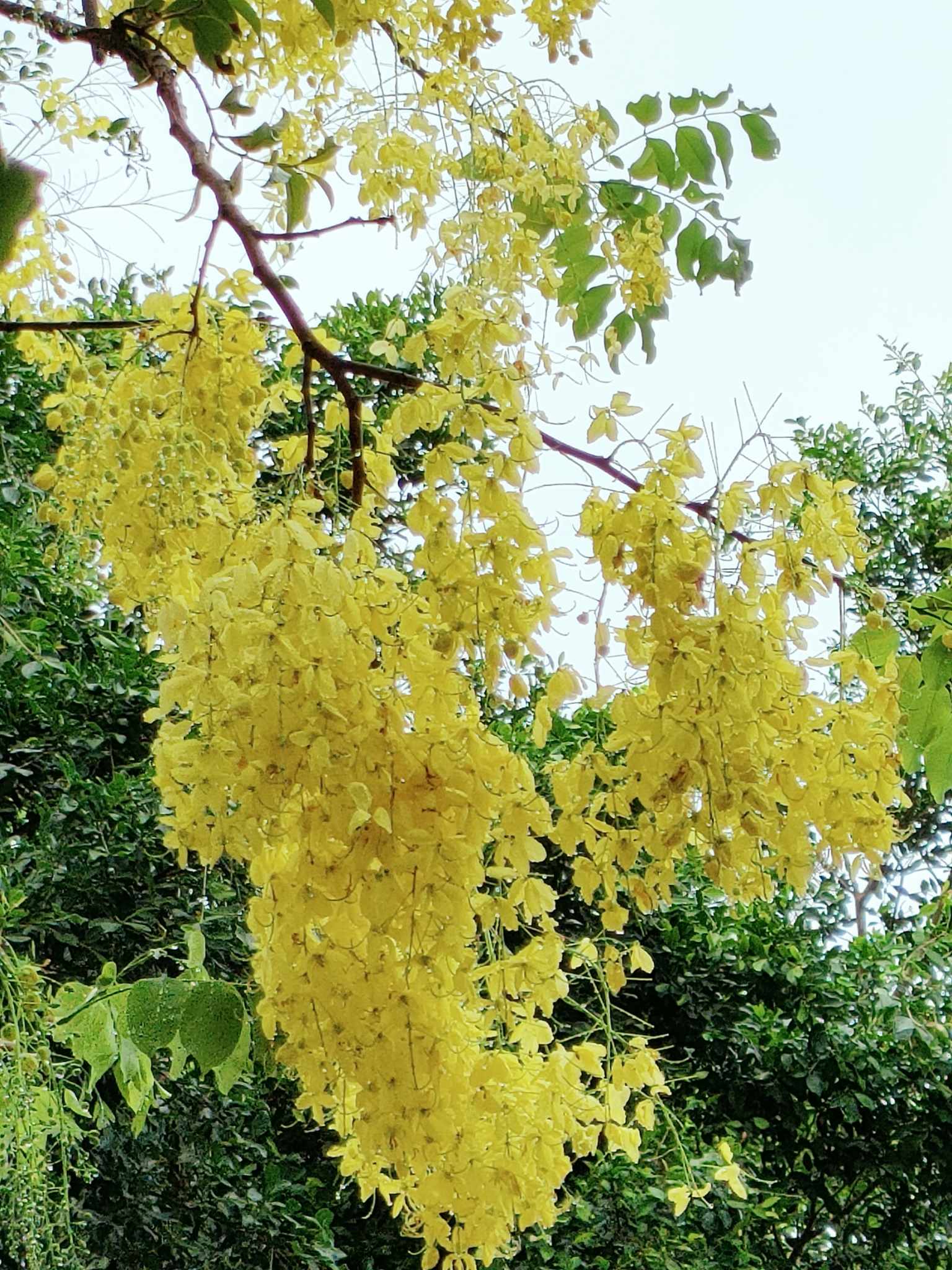 ดอกราชพฤกษ์ (Golden Shower)