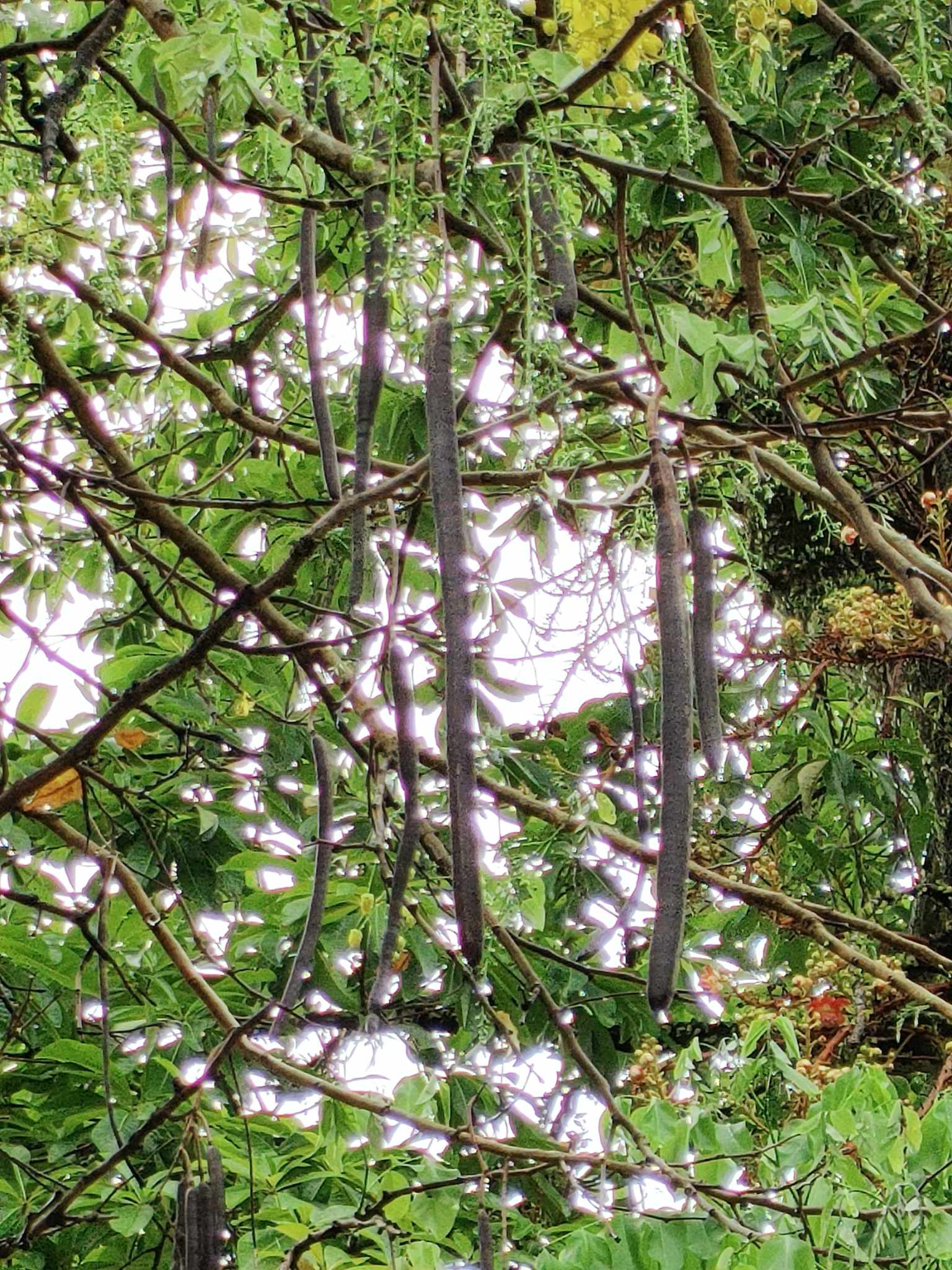 Golden shower ราชพฤกษ์