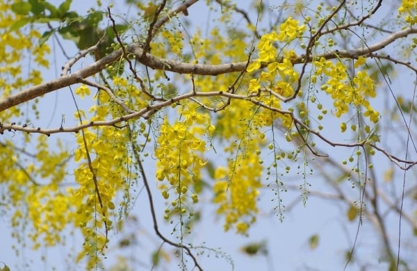 ดอกราชพฤกษ์